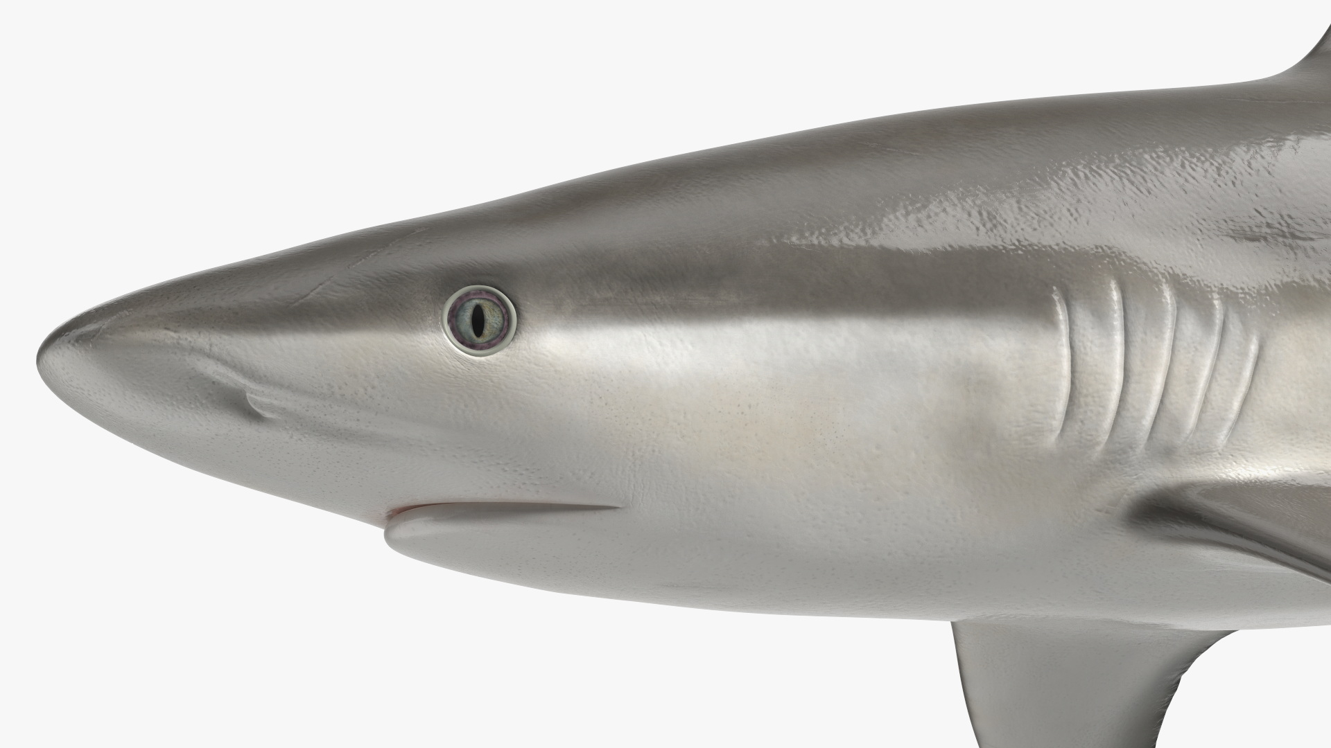 3D model Realistic Grey Reef Shark