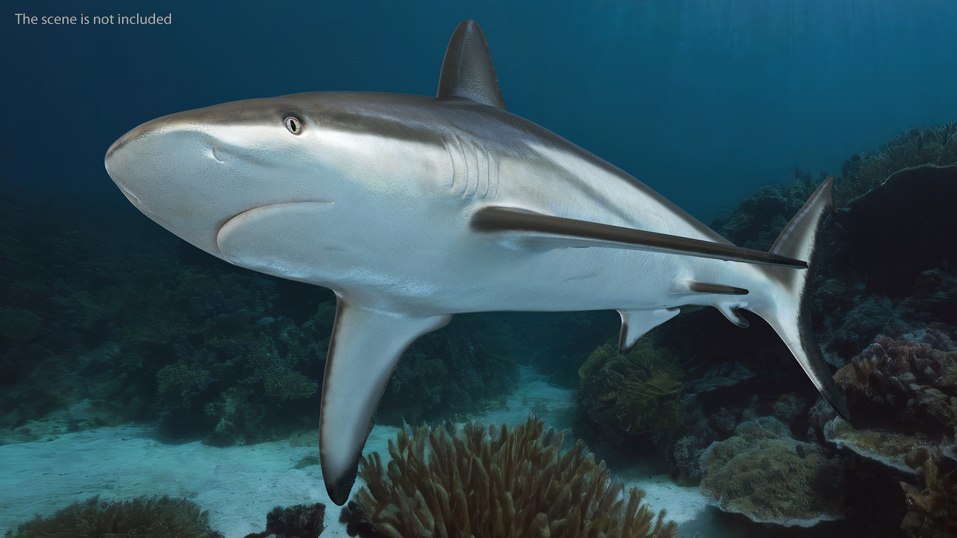 3D model Realistic Grey Reef Shark