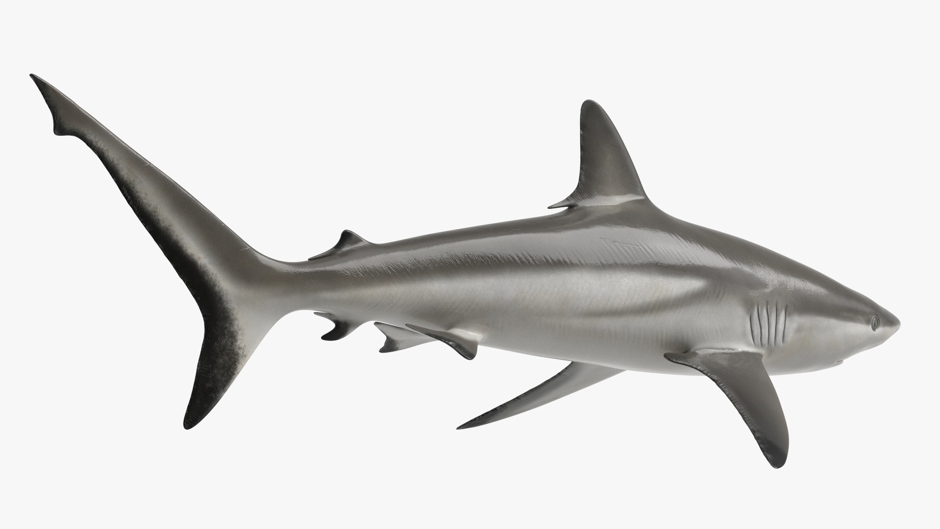 3D model Realistic Grey Reef Shark
