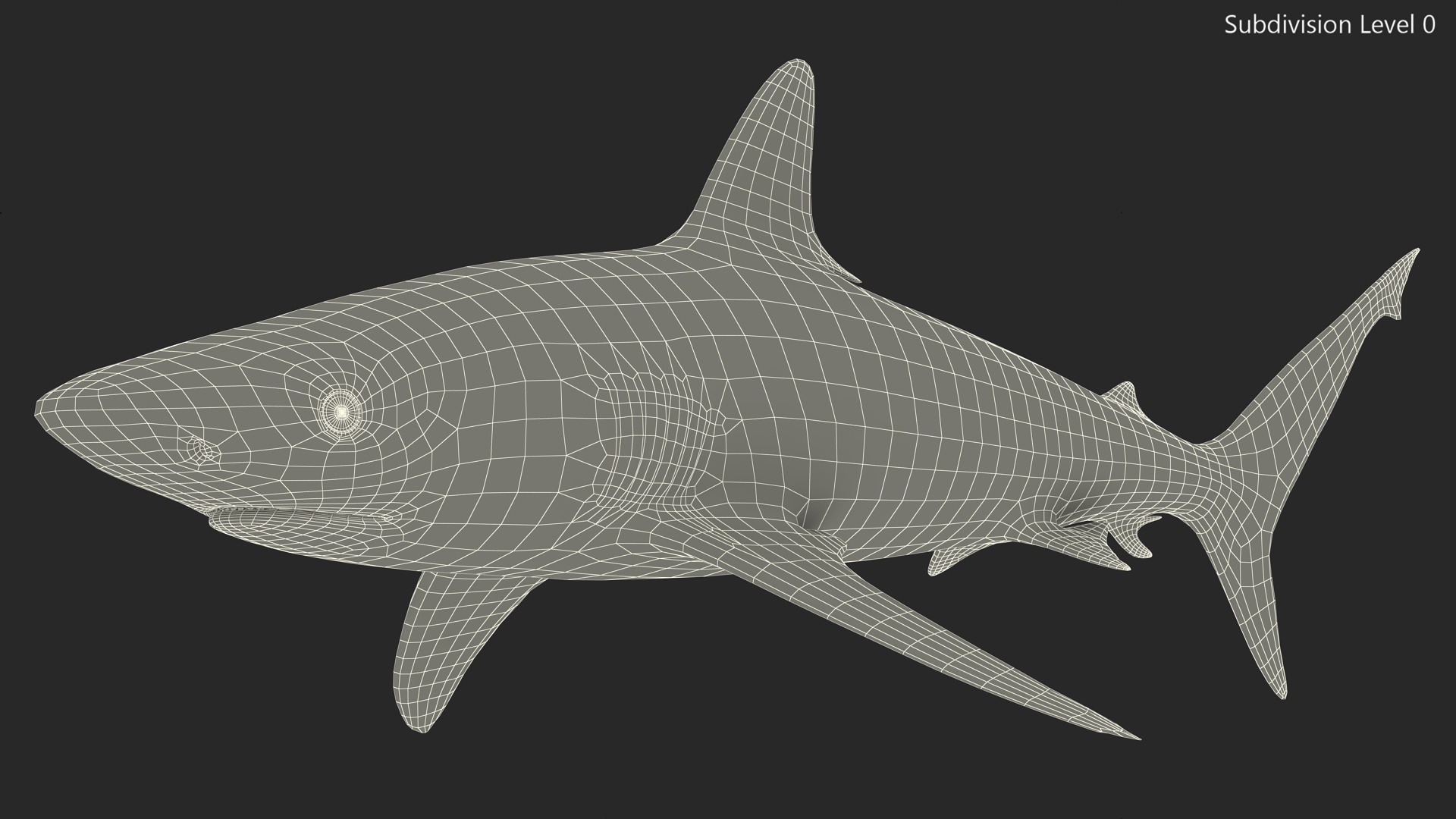3D model Realistic Grey Reef Shark