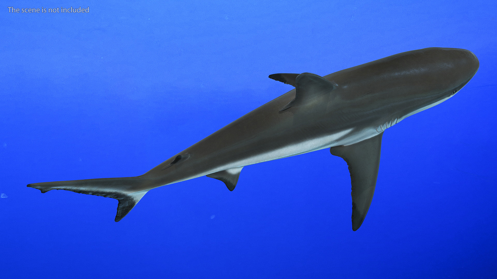 3D model Realistic Grey Reef Shark