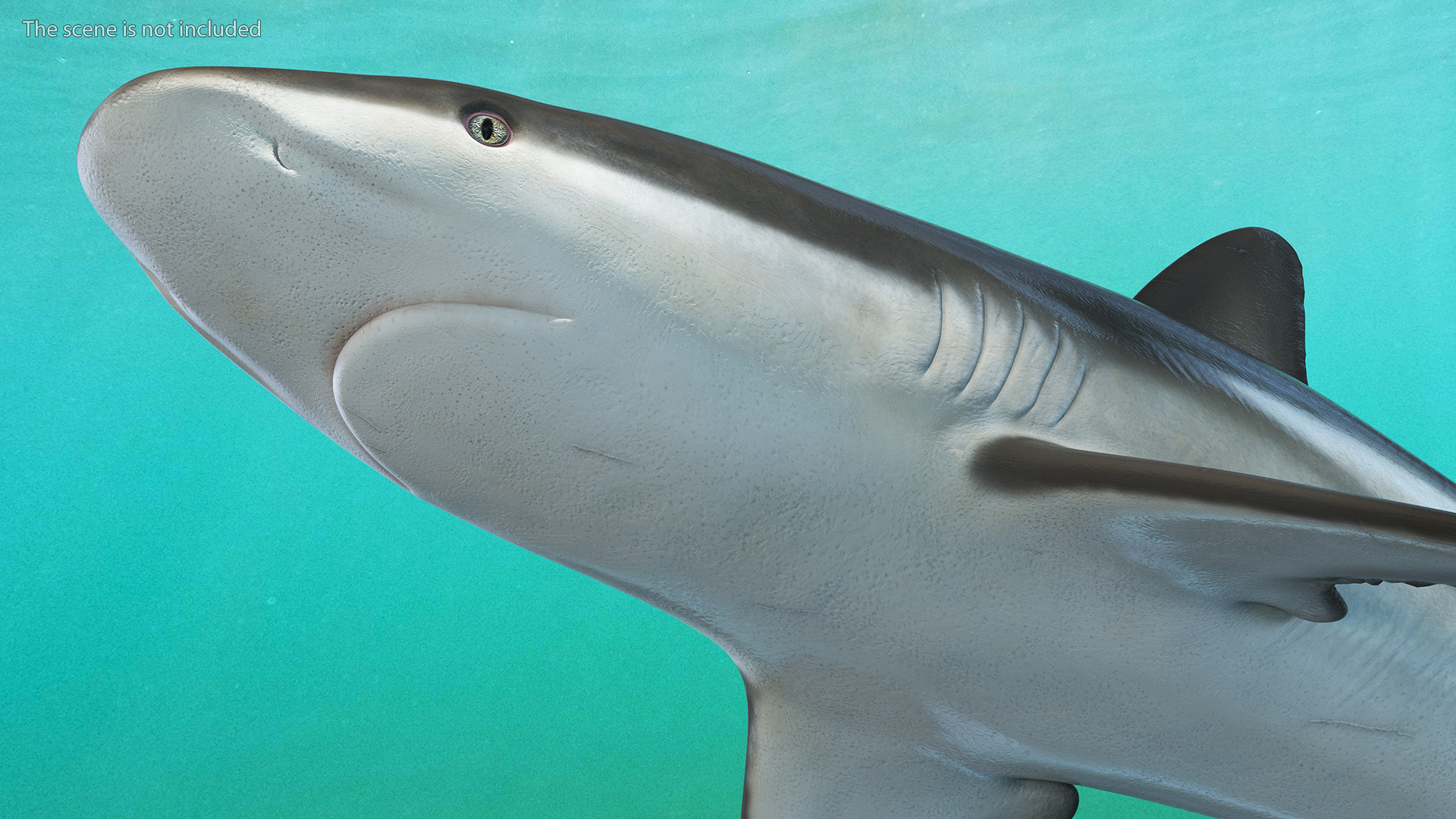 3D model Realistic Grey Reef Shark