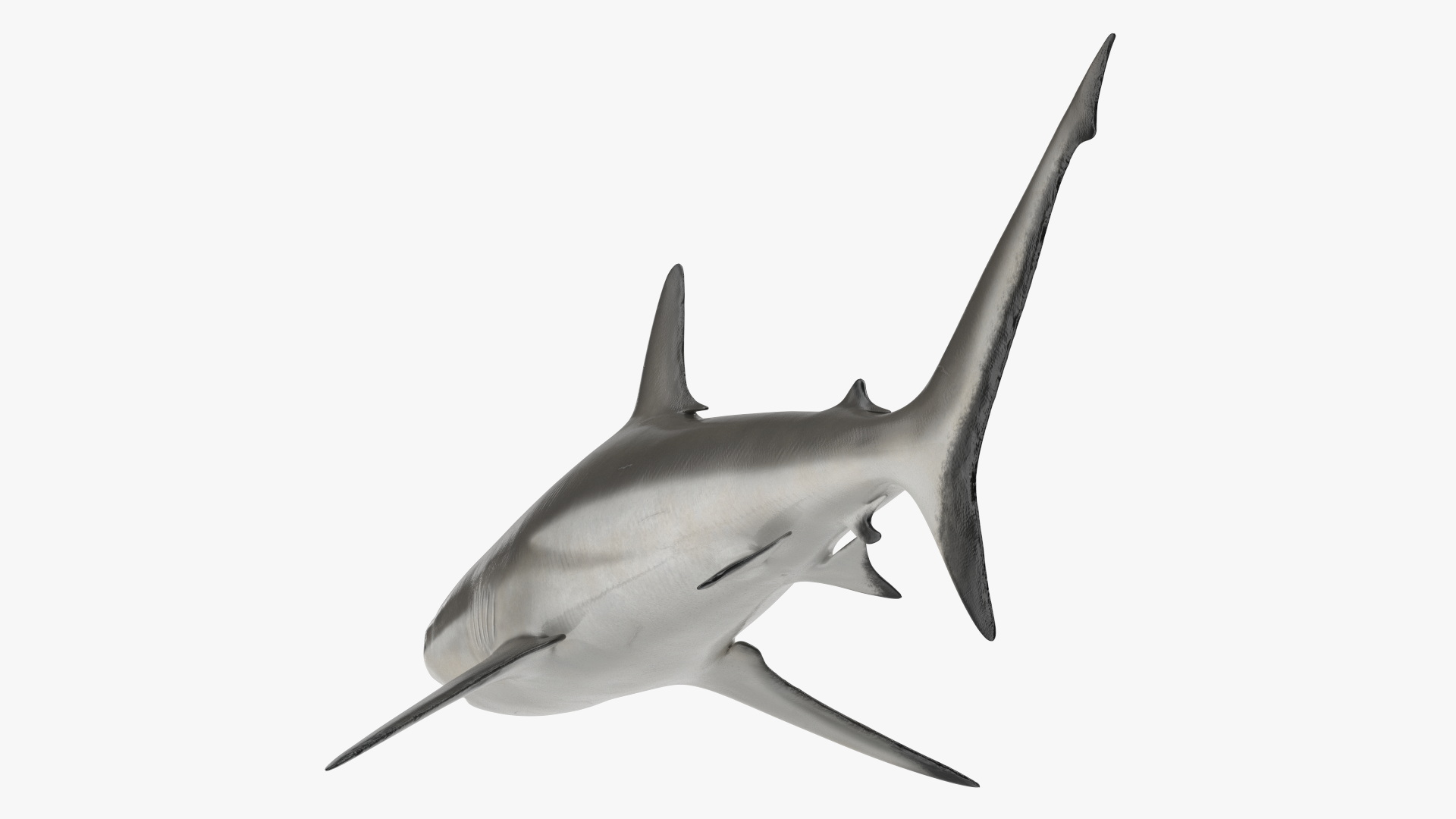 3D model Realistic Grey Reef Shark