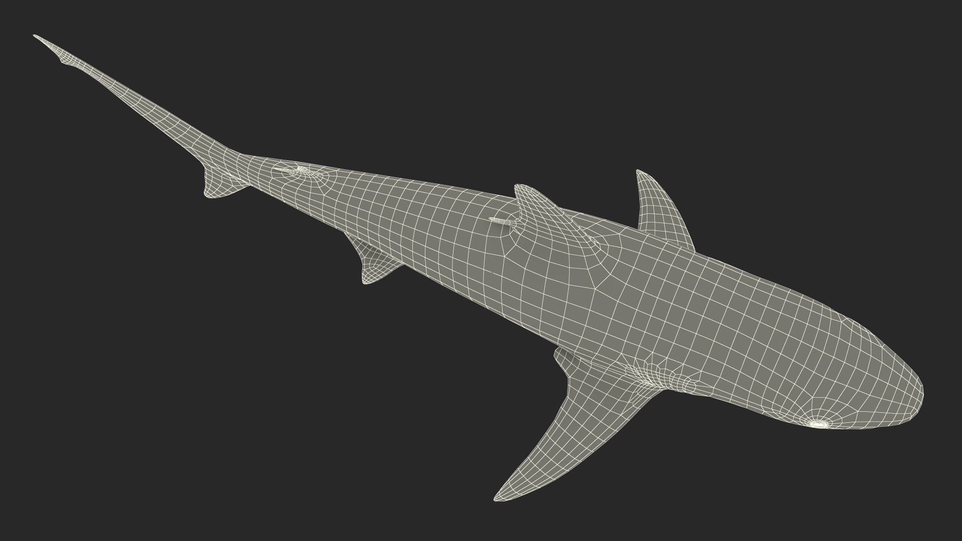 3D model Realistic Grey Reef Shark