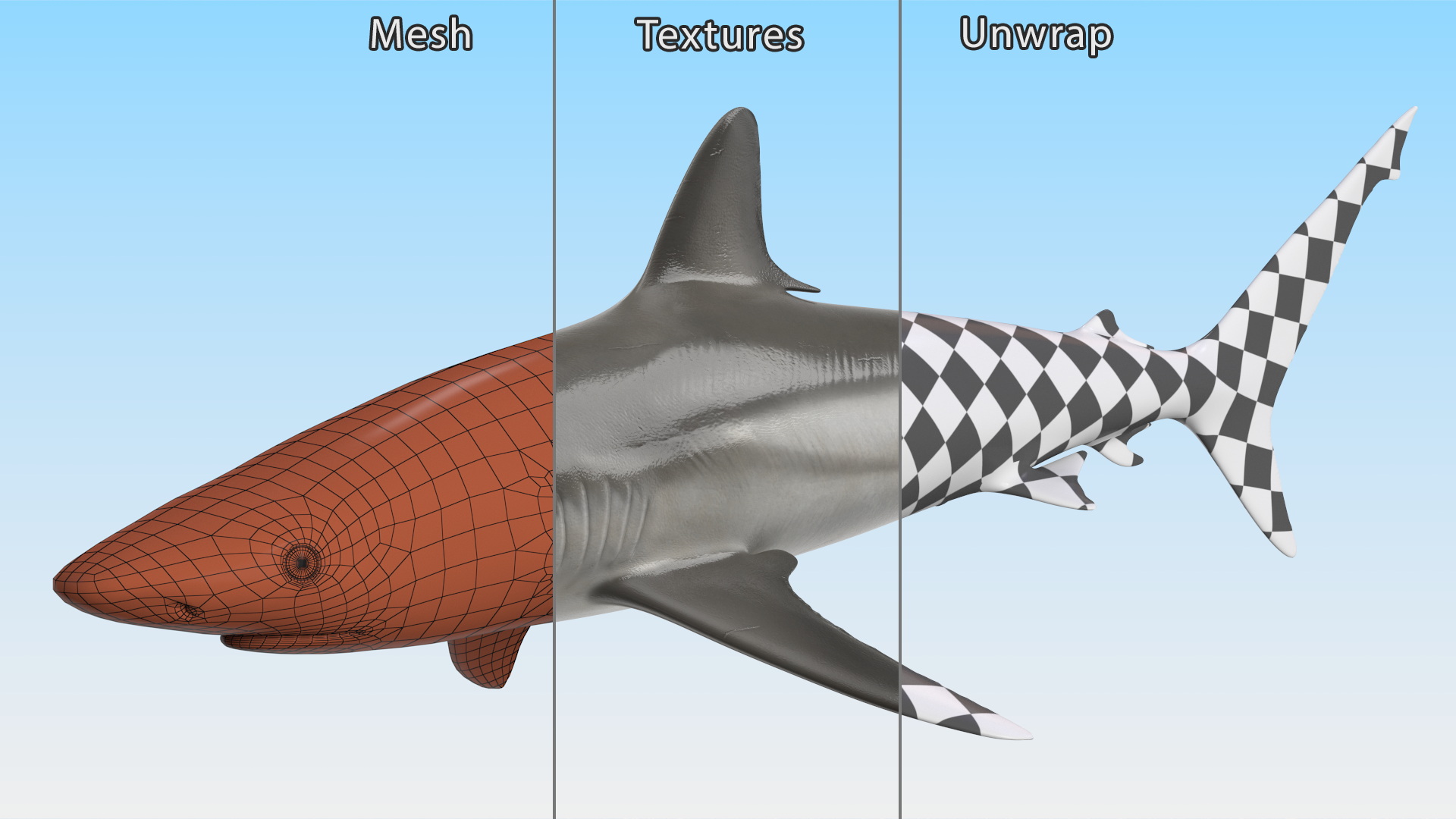3D model Realistic Grey Reef Shark