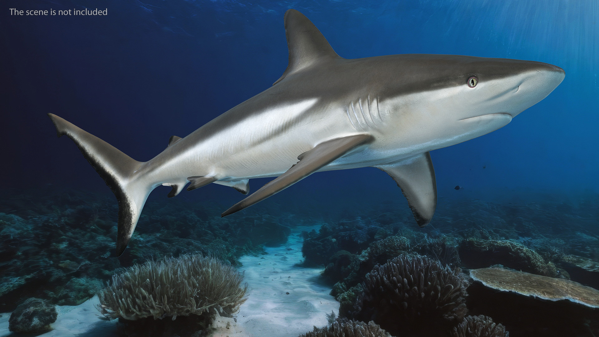 3D model Realistic Grey Reef Shark