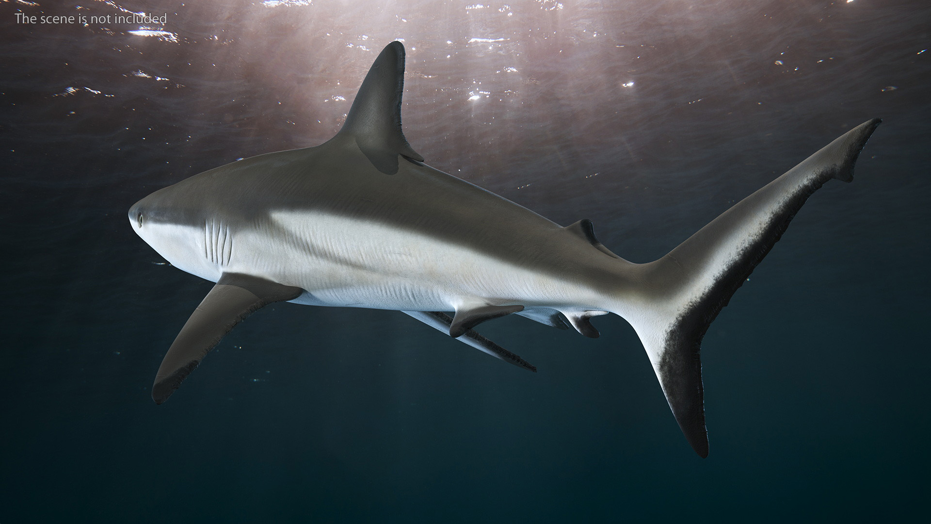 3D model Realistic Grey Reef Shark