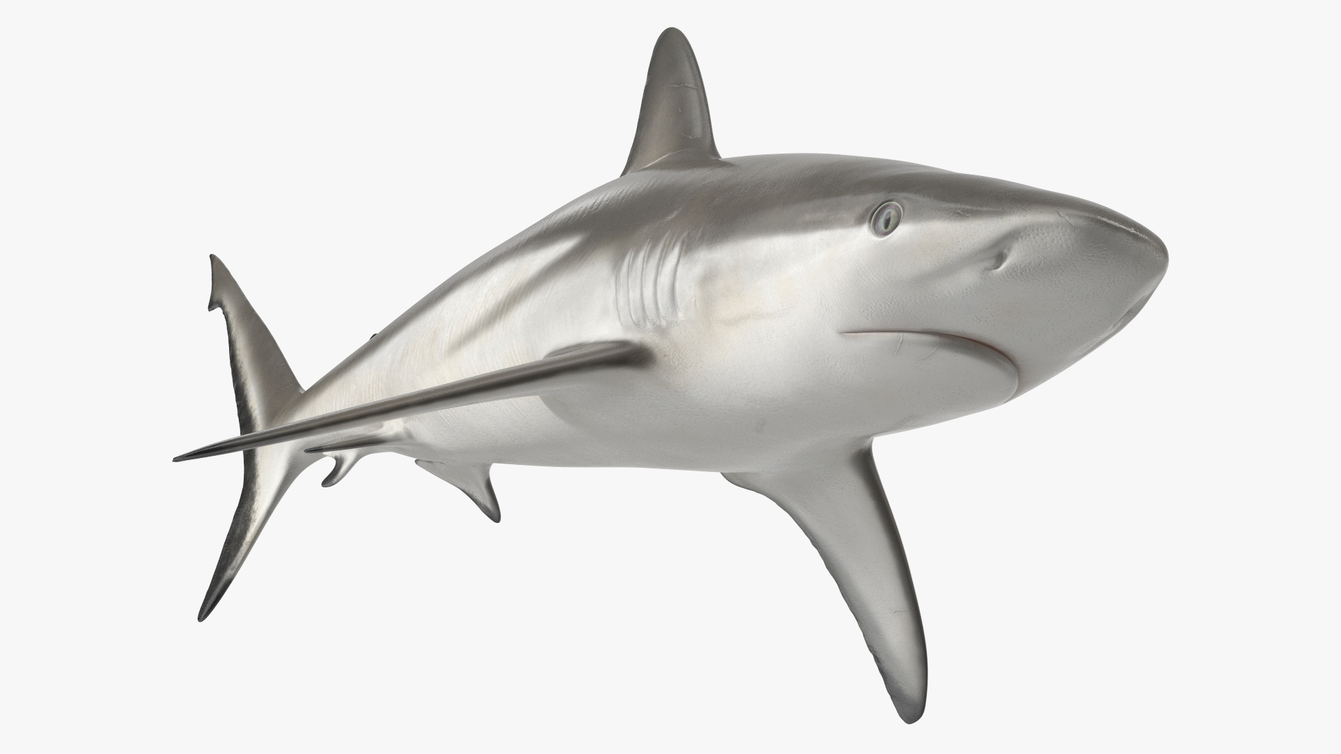 3D model Realistic Grey Reef Shark