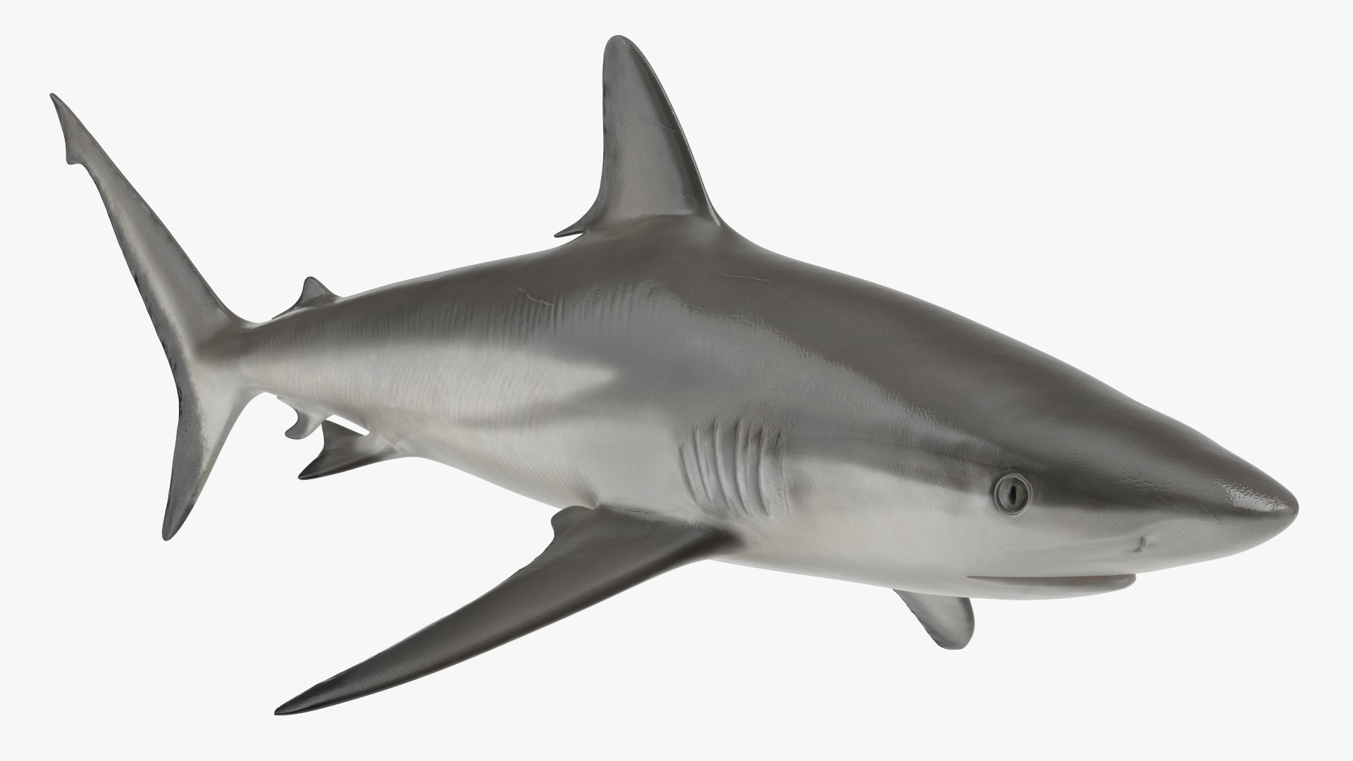 3D model Realistic Grey Reef Shark
