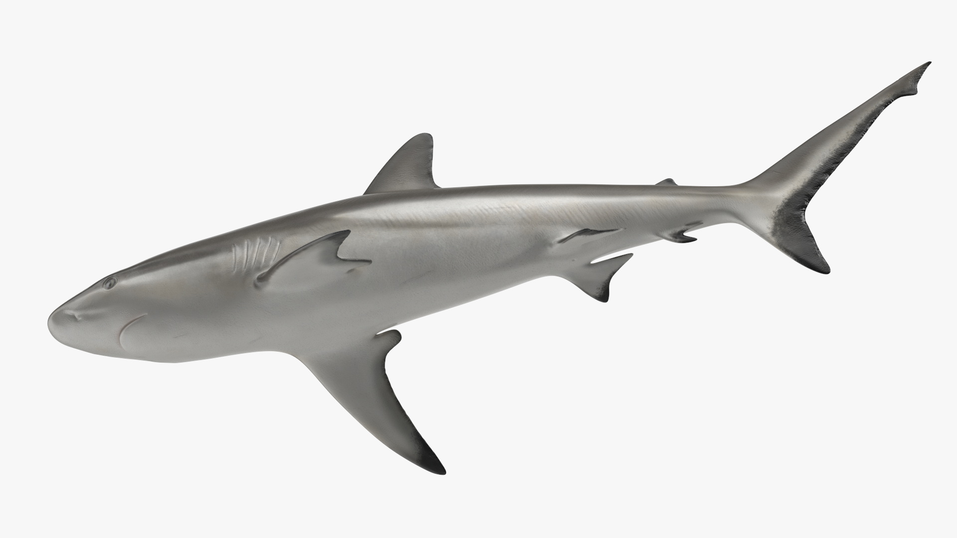 3D model Realistic Grey Reef Shark