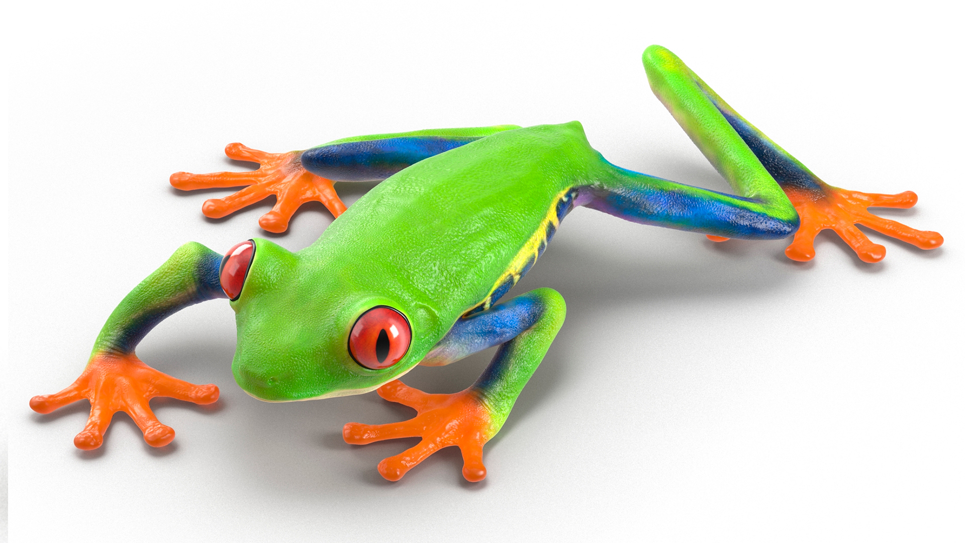 Red Eyed Tree Frog Realistic Rigged for Maya 3D model