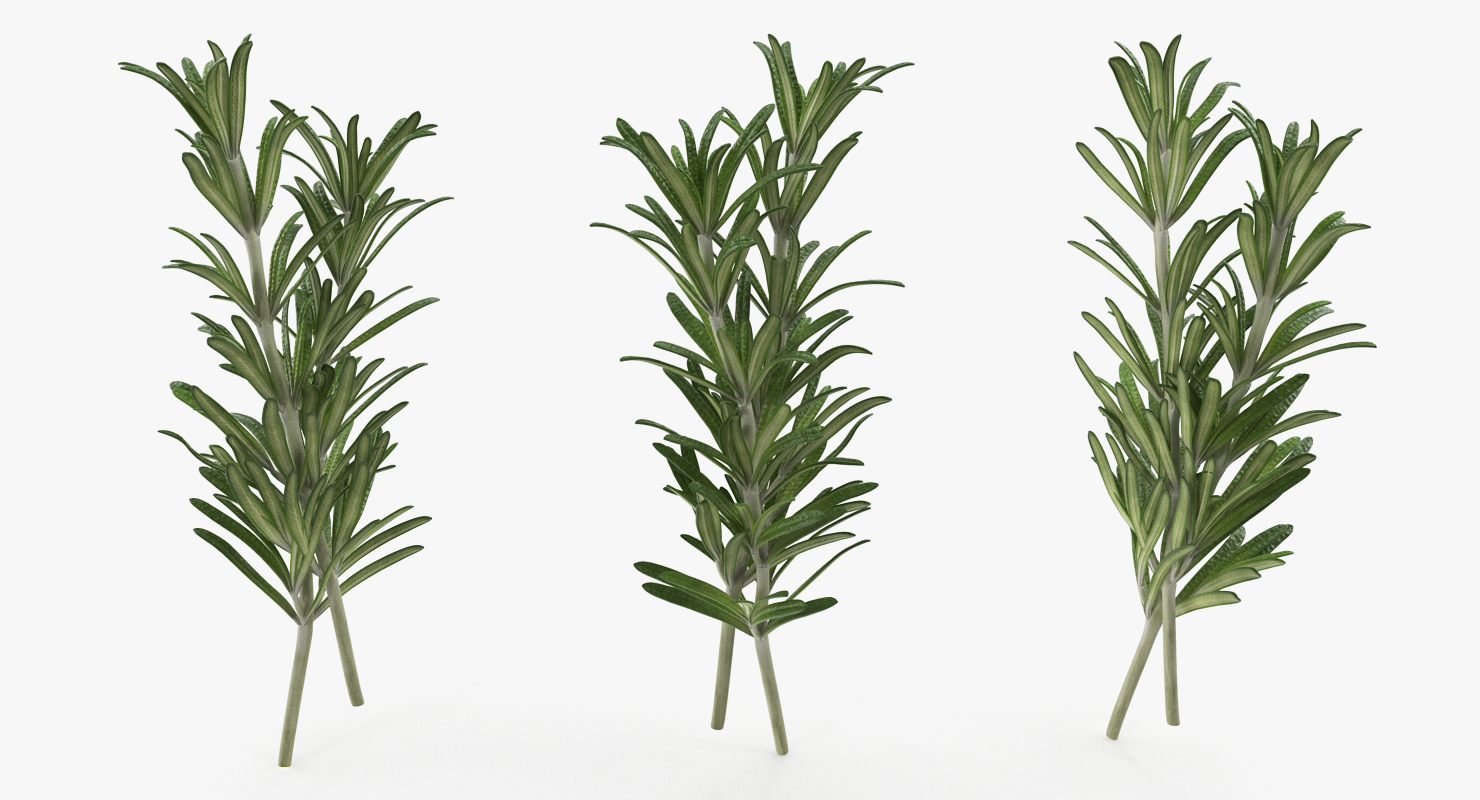 Fresh Rosemary 3D model