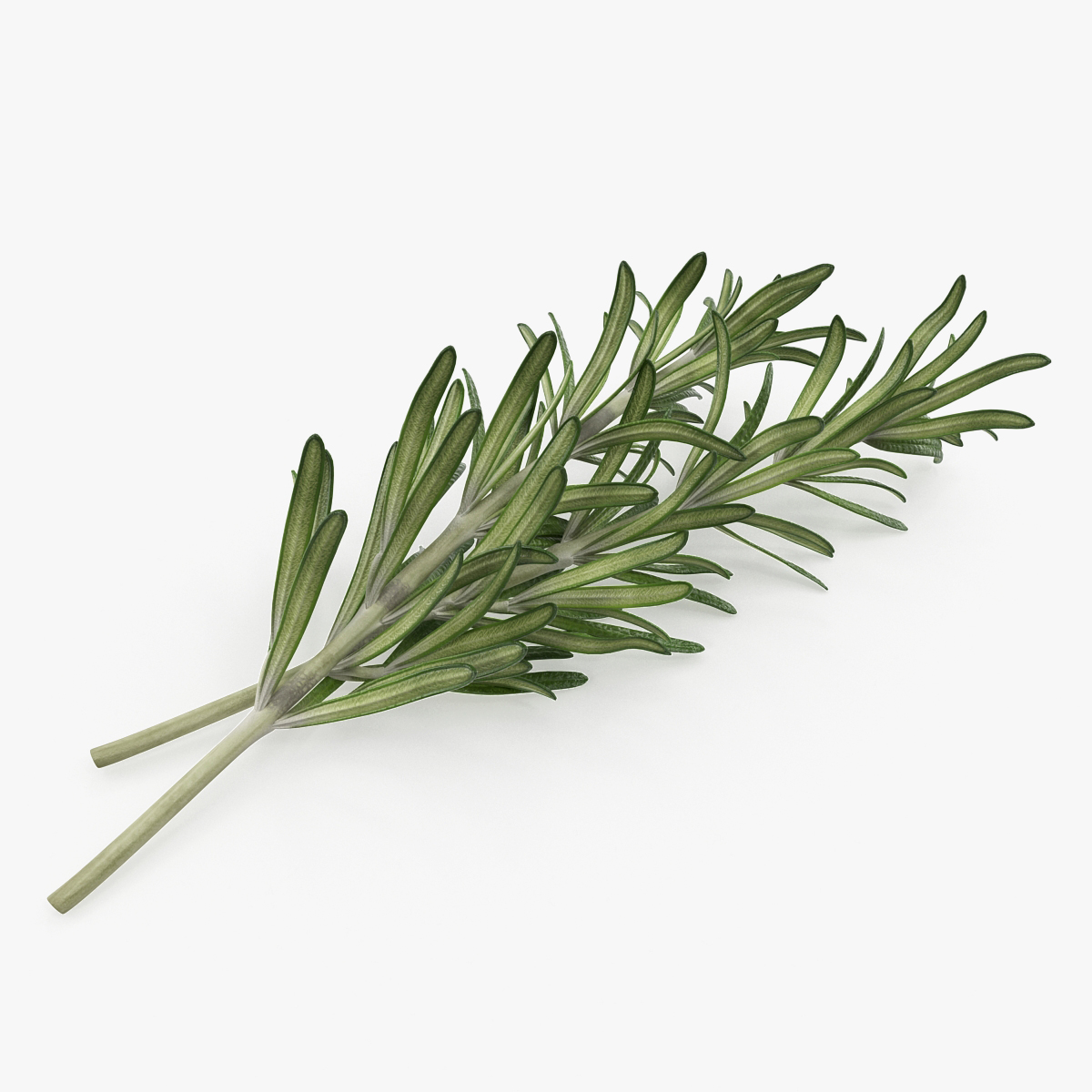 Fresh Rosemary