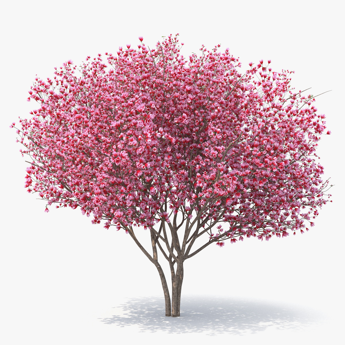 Magnolia Tulip Tree