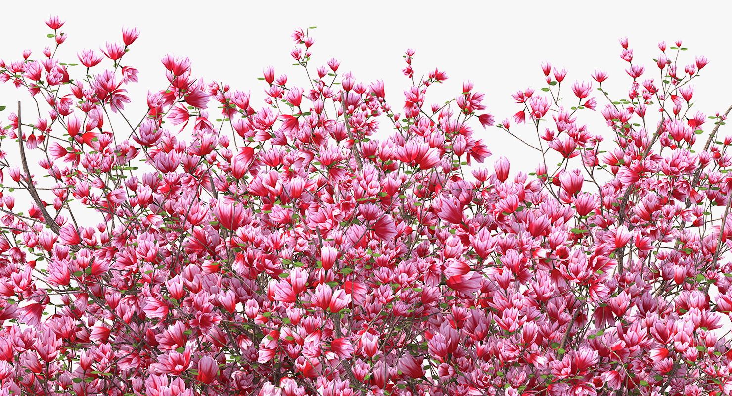 Magnolia Tulip Tree 3D model