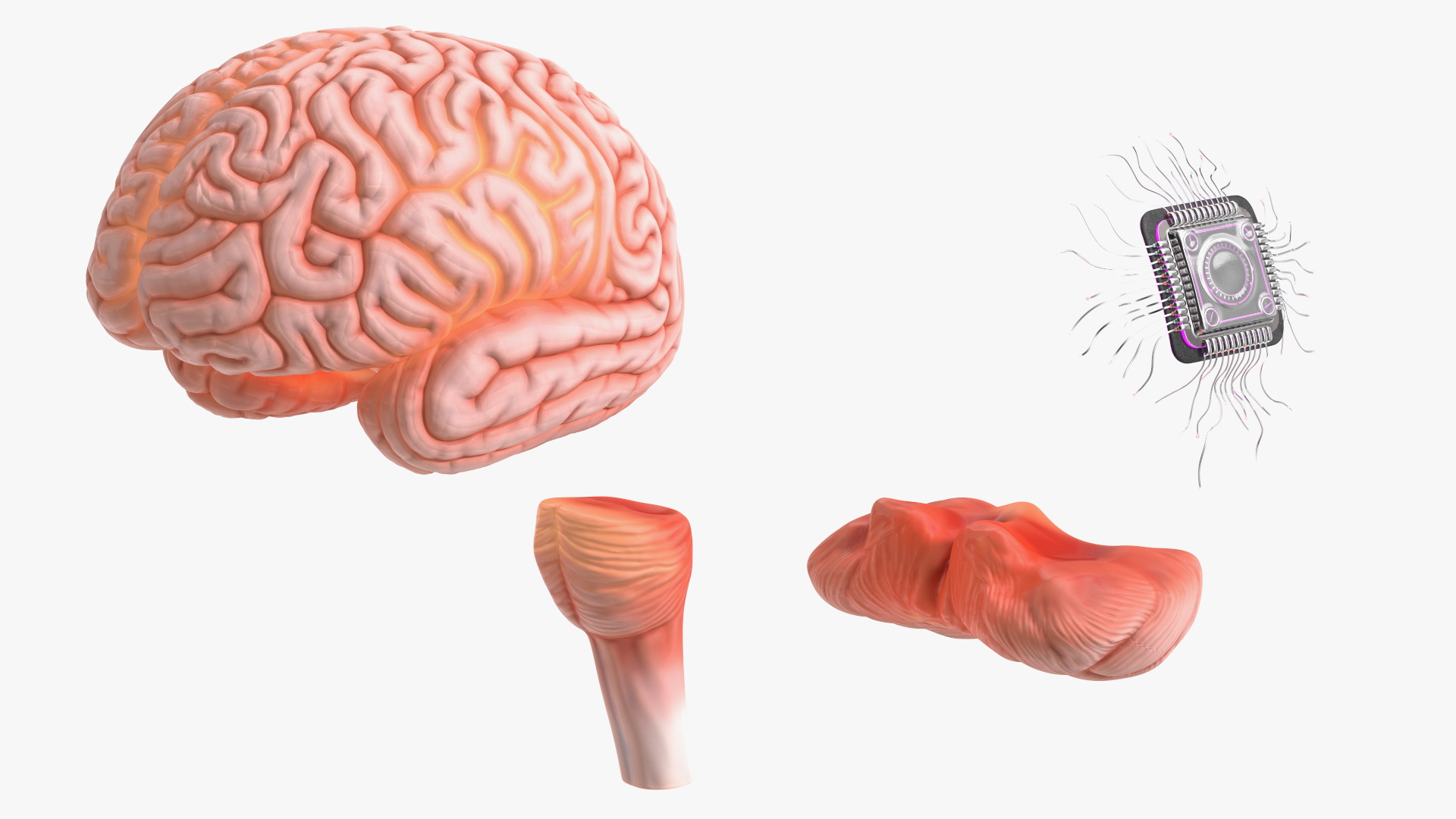 Human Brain With Implanted Microchip Lighted 3D model