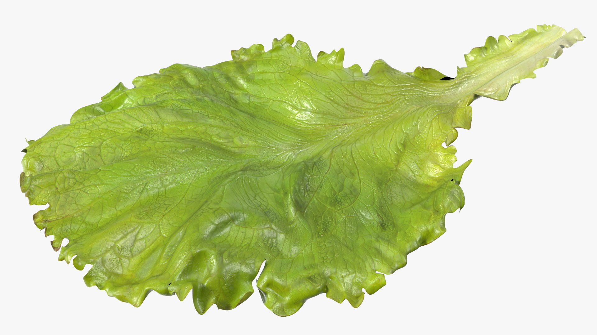 3D model Bunch of Lettuce Fur