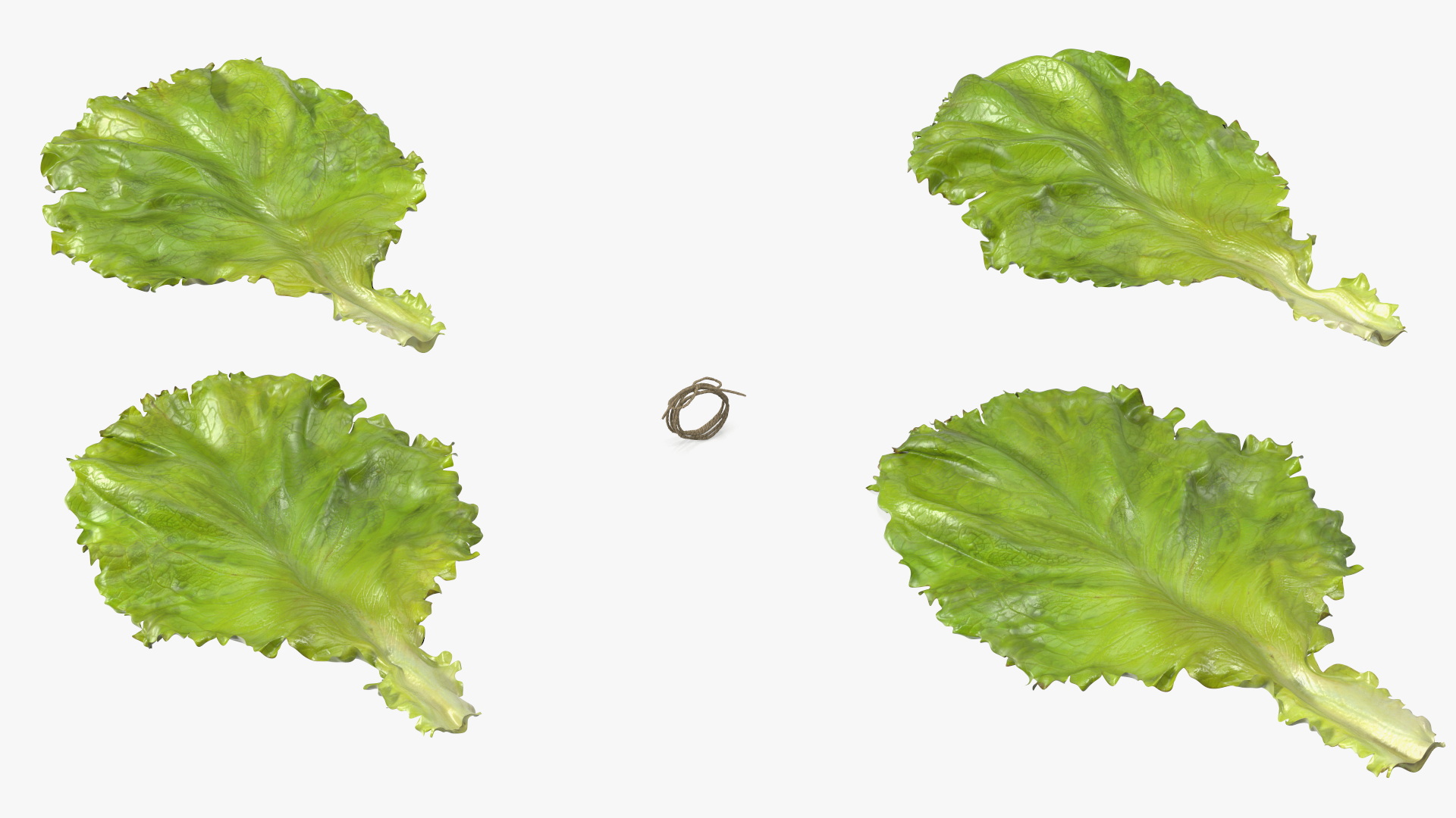 3D model Bunch of Lettuce Fur