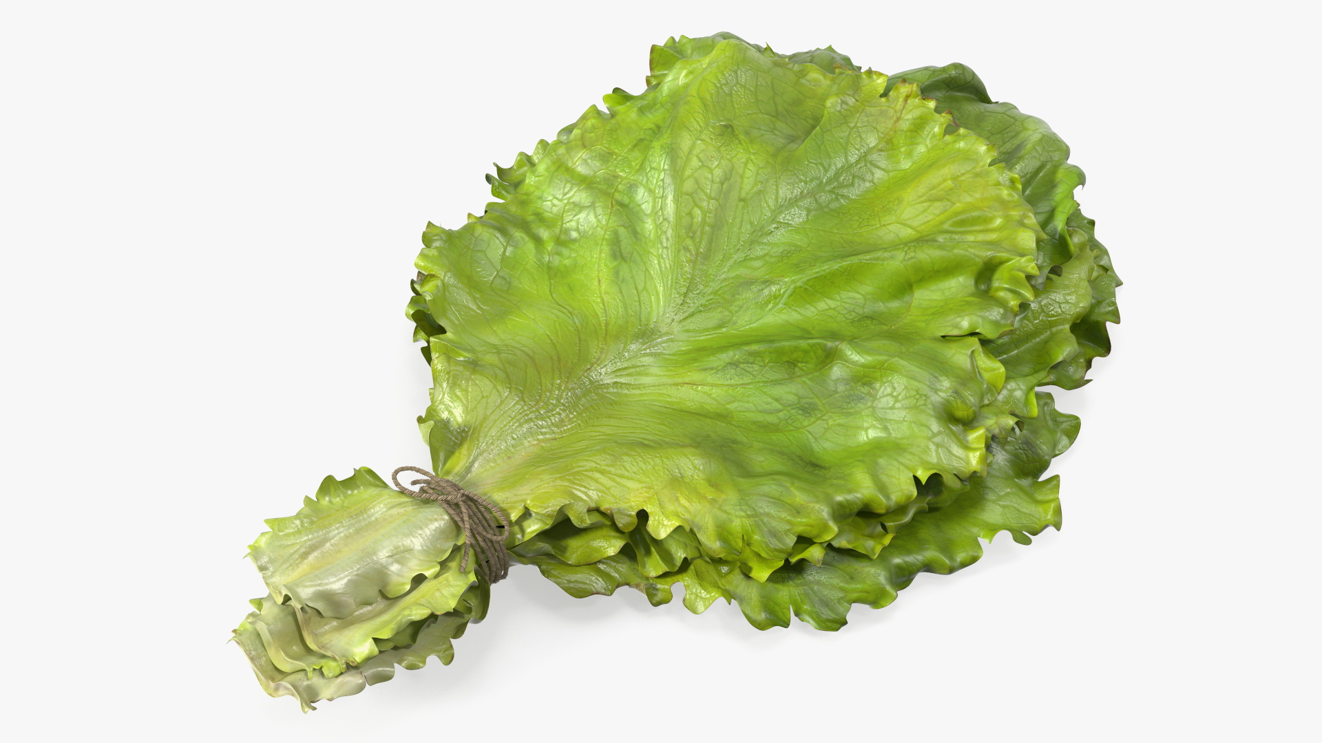 3D model Bunch of Lettuce Fur