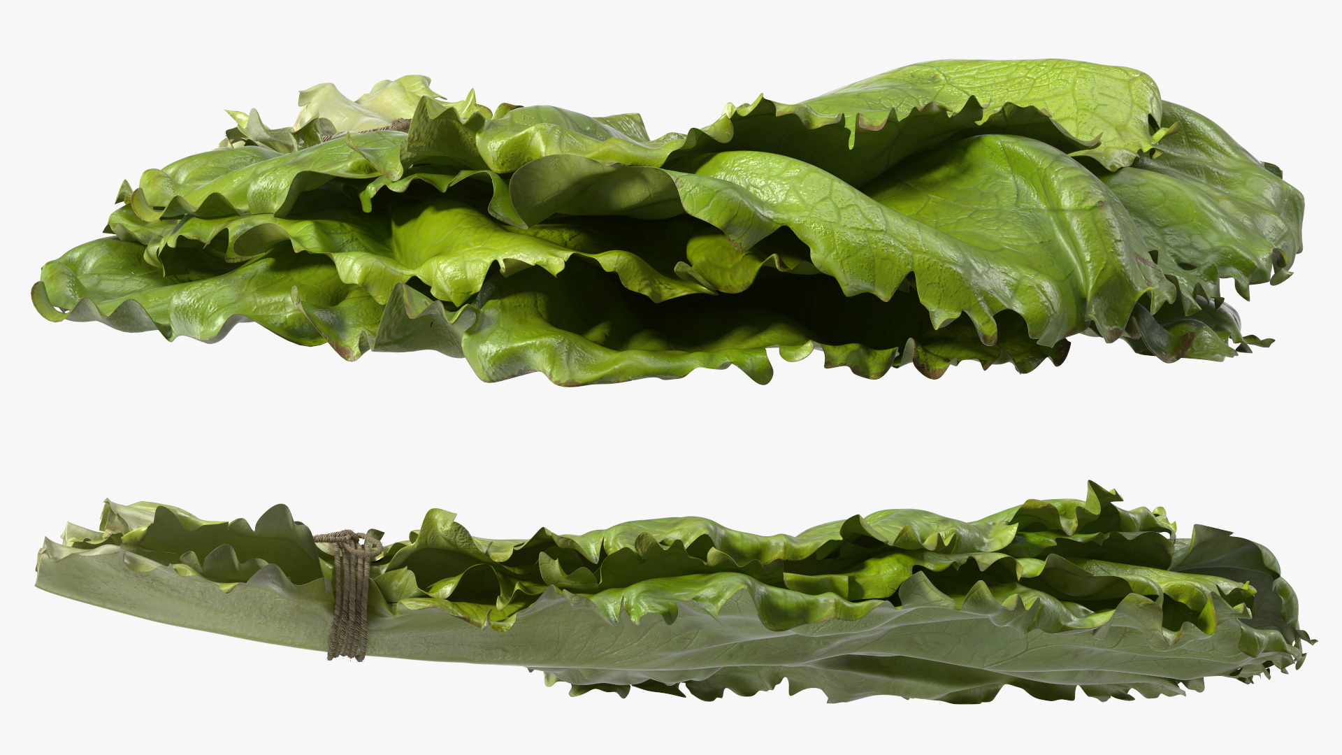 3D model Bunch of Lettuce Fur