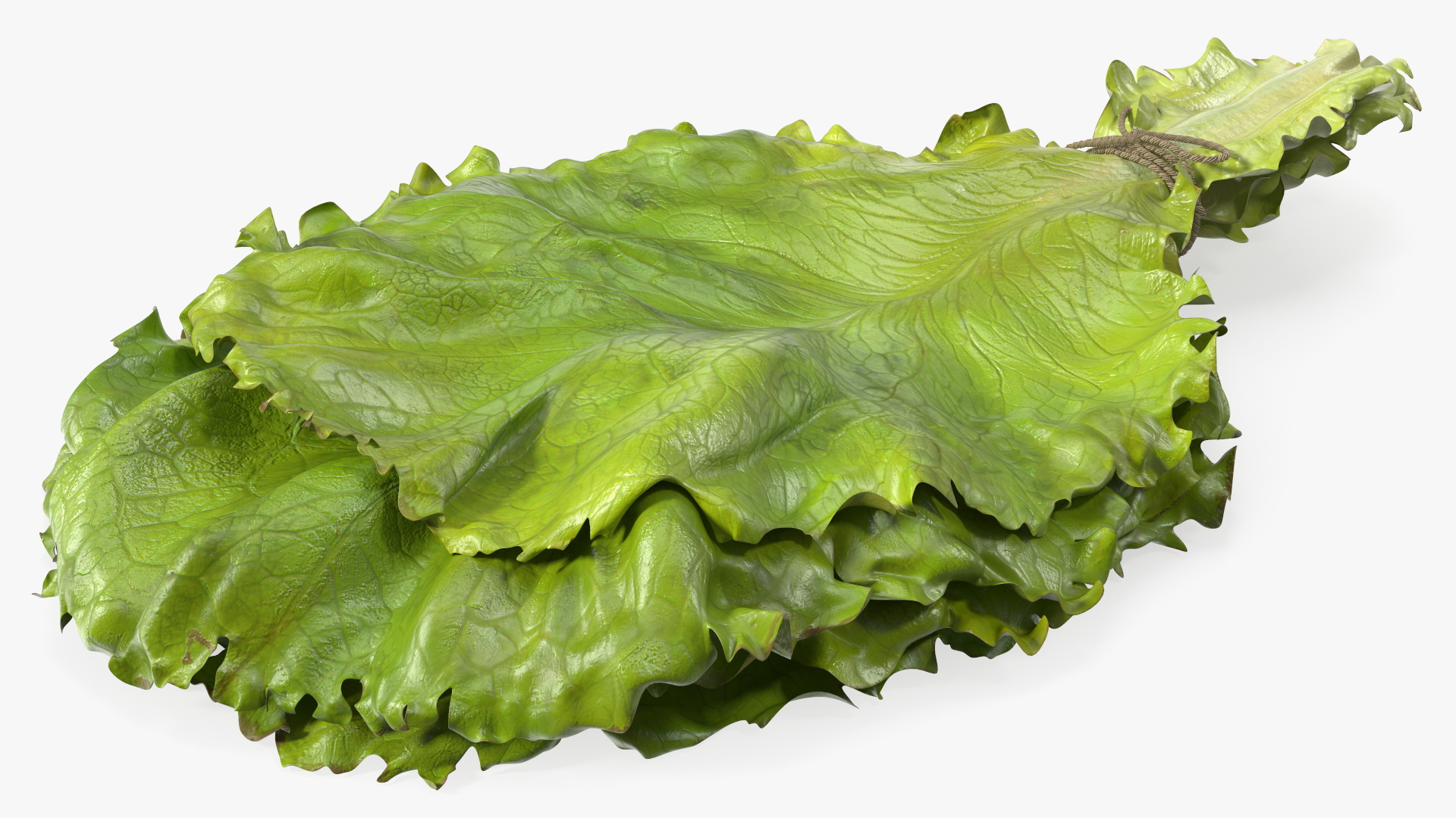 3D model Bunch of Lettuce Fur