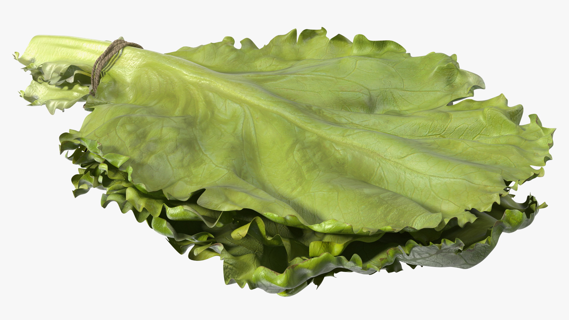 3D model Bunch of Lettuce Fur