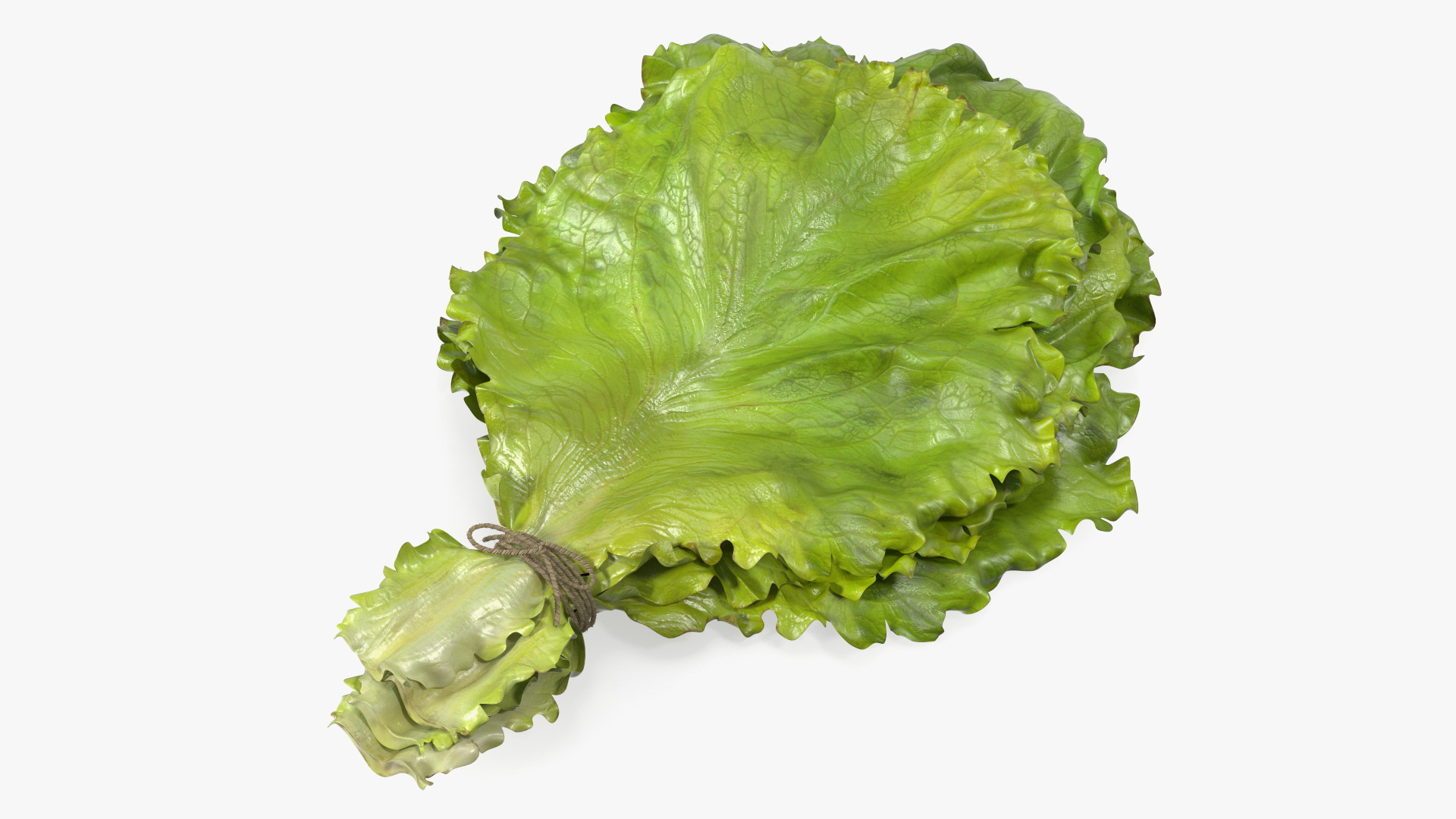3D model Bunch of Lettuce Fur