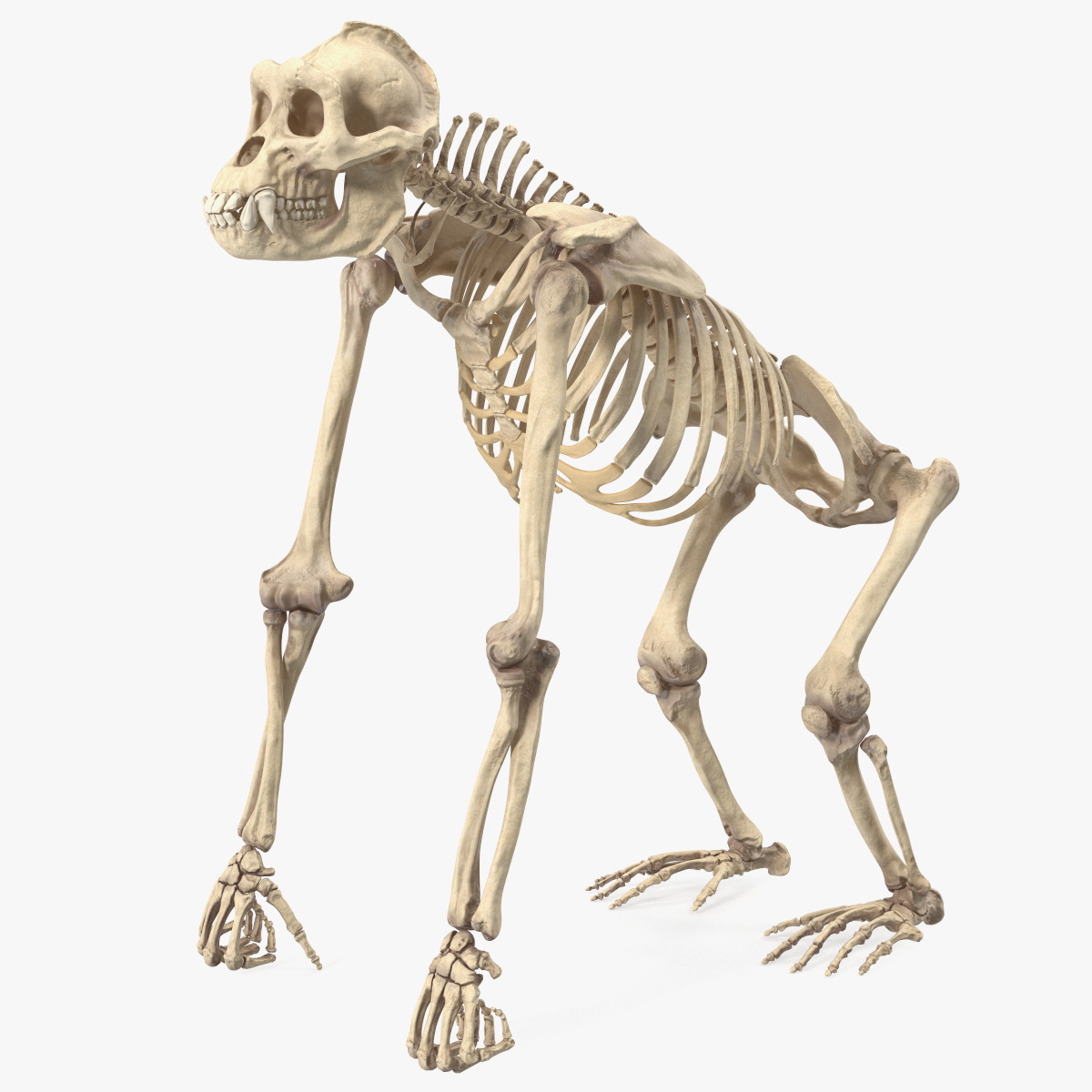 Articulated Gorilla Skeleton