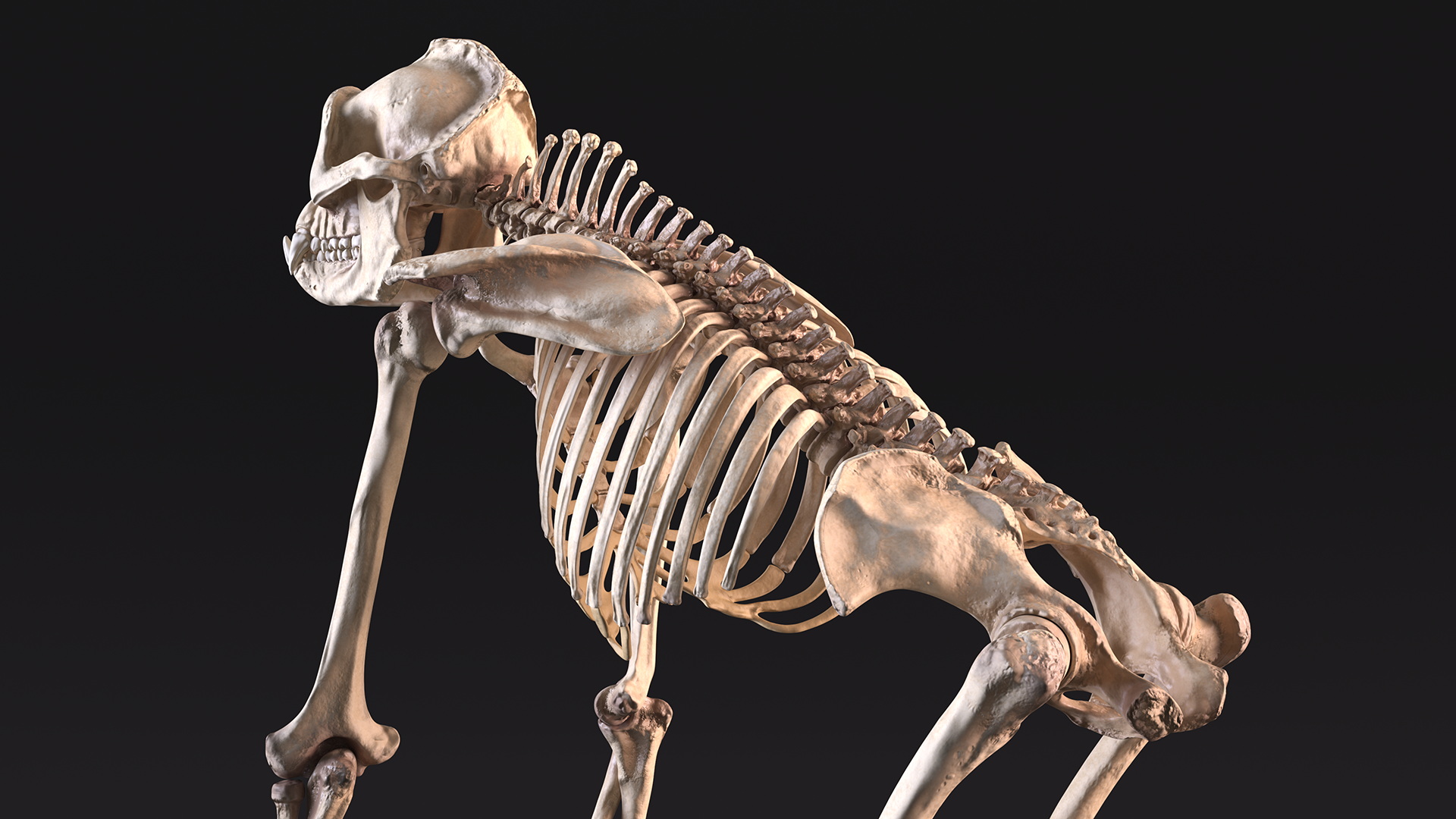 3D Articulated Gorilla Skeleton model