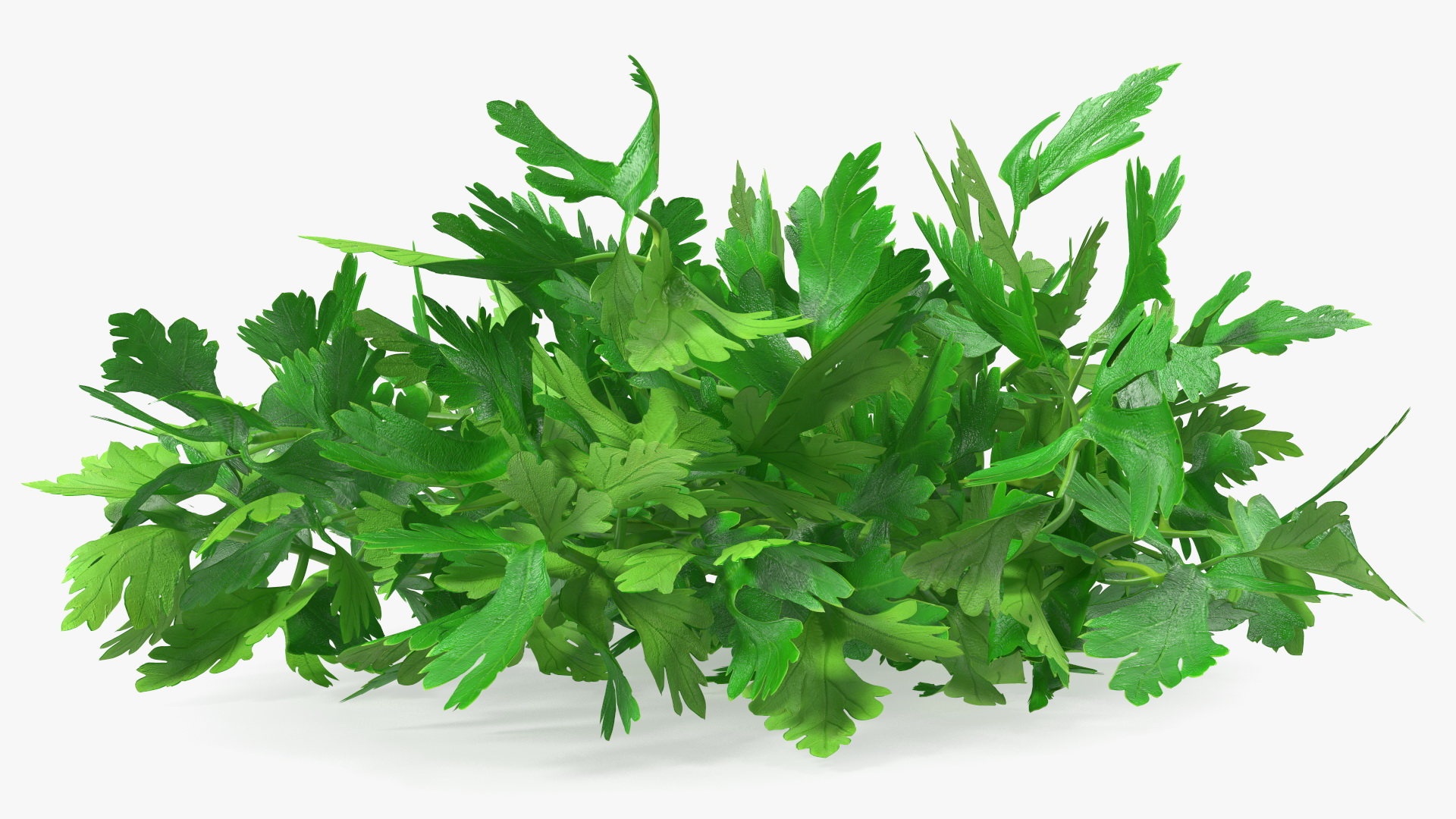 3D Bunch of Parsley