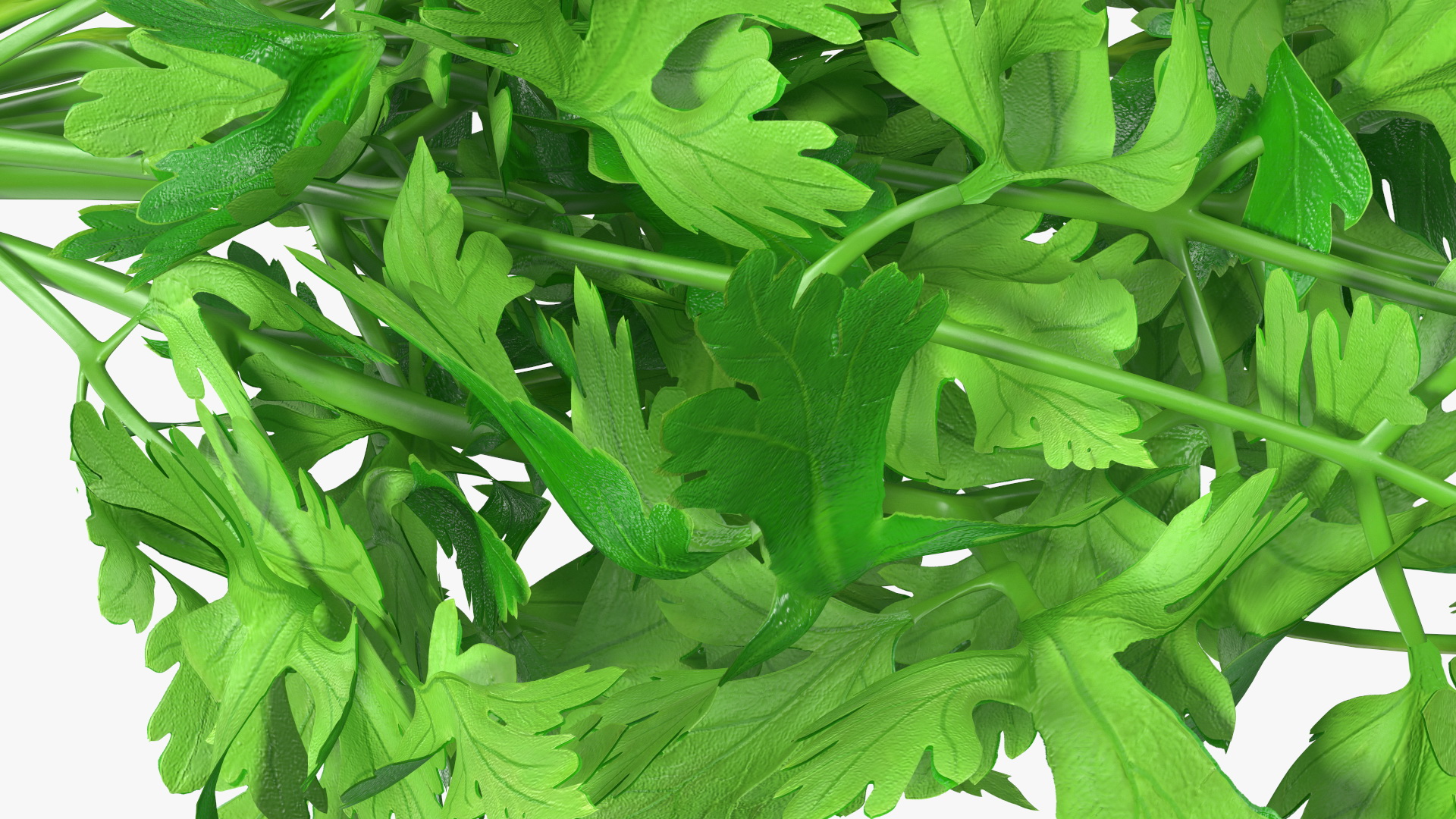 3D Bunch of Parsley