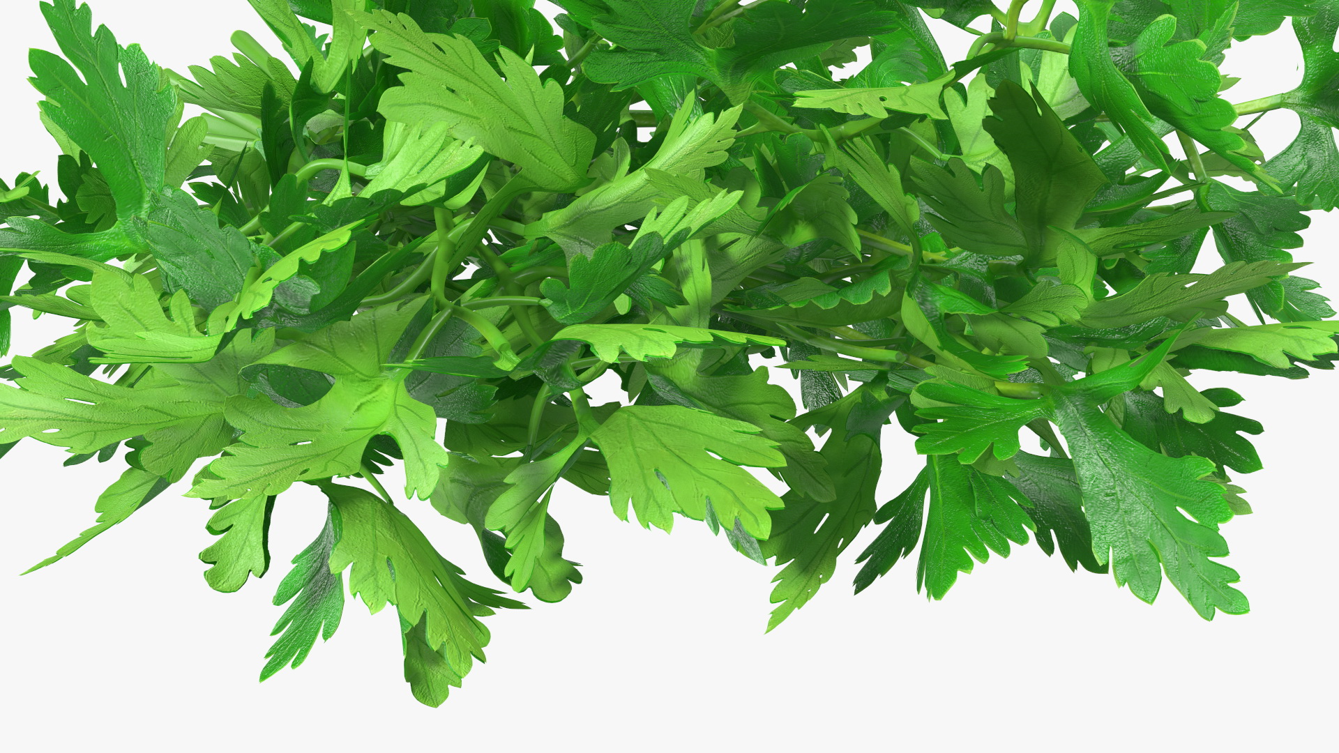 3D Bunch of Parsley