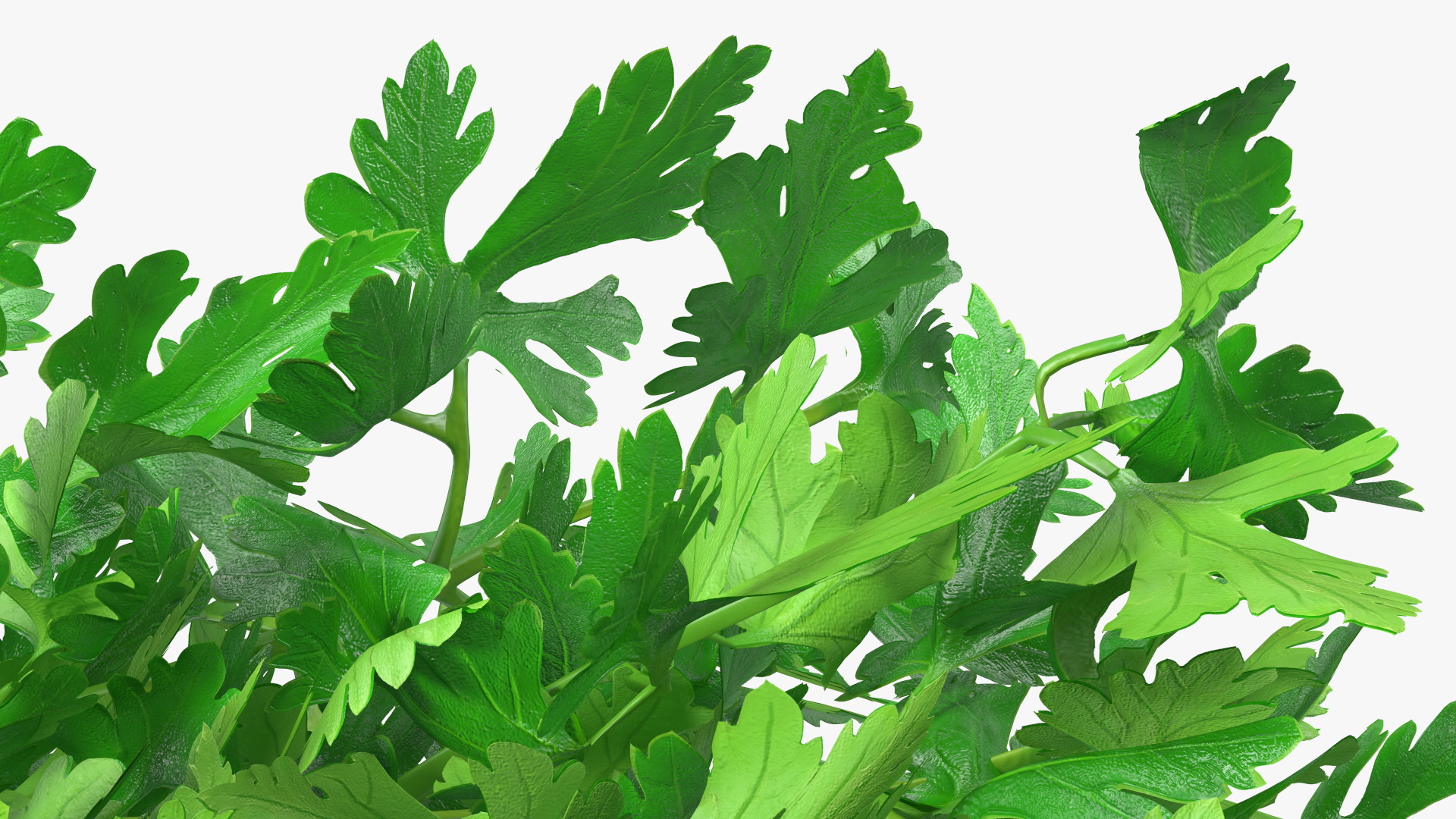 3D Bunch of Parsley