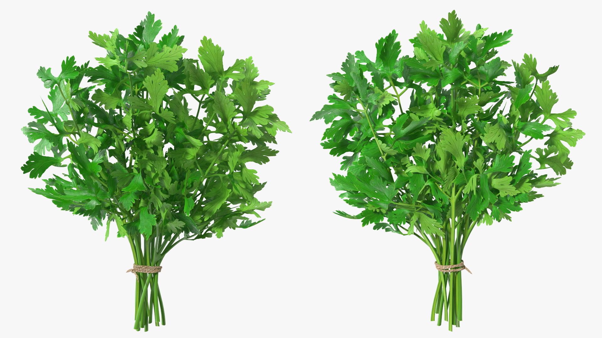 3D Bunch of Parsley