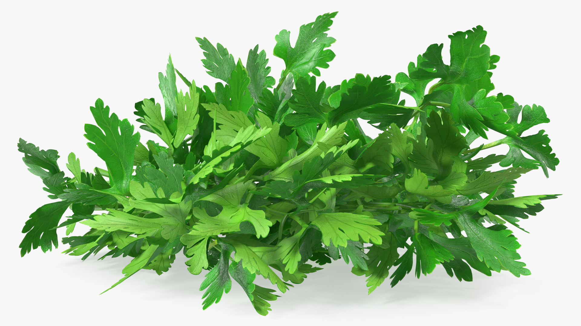 3D Bunch of Parsley