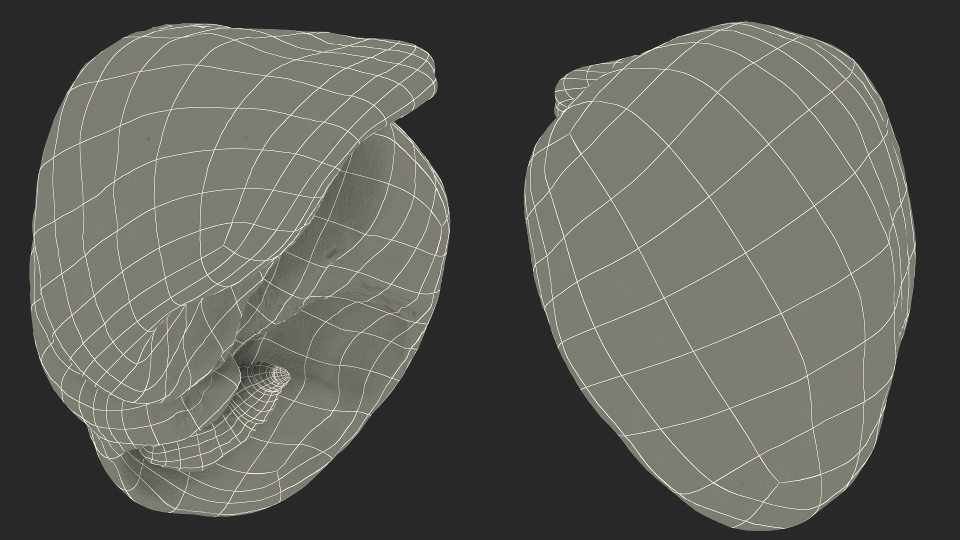 Human Liver and Gallbladder 3D
