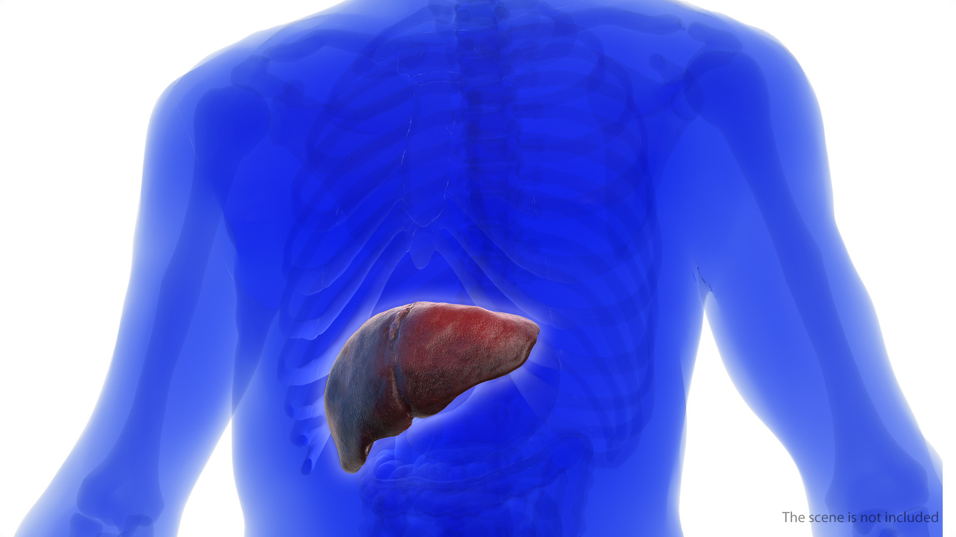 Human Liver and Gallbladder 3D