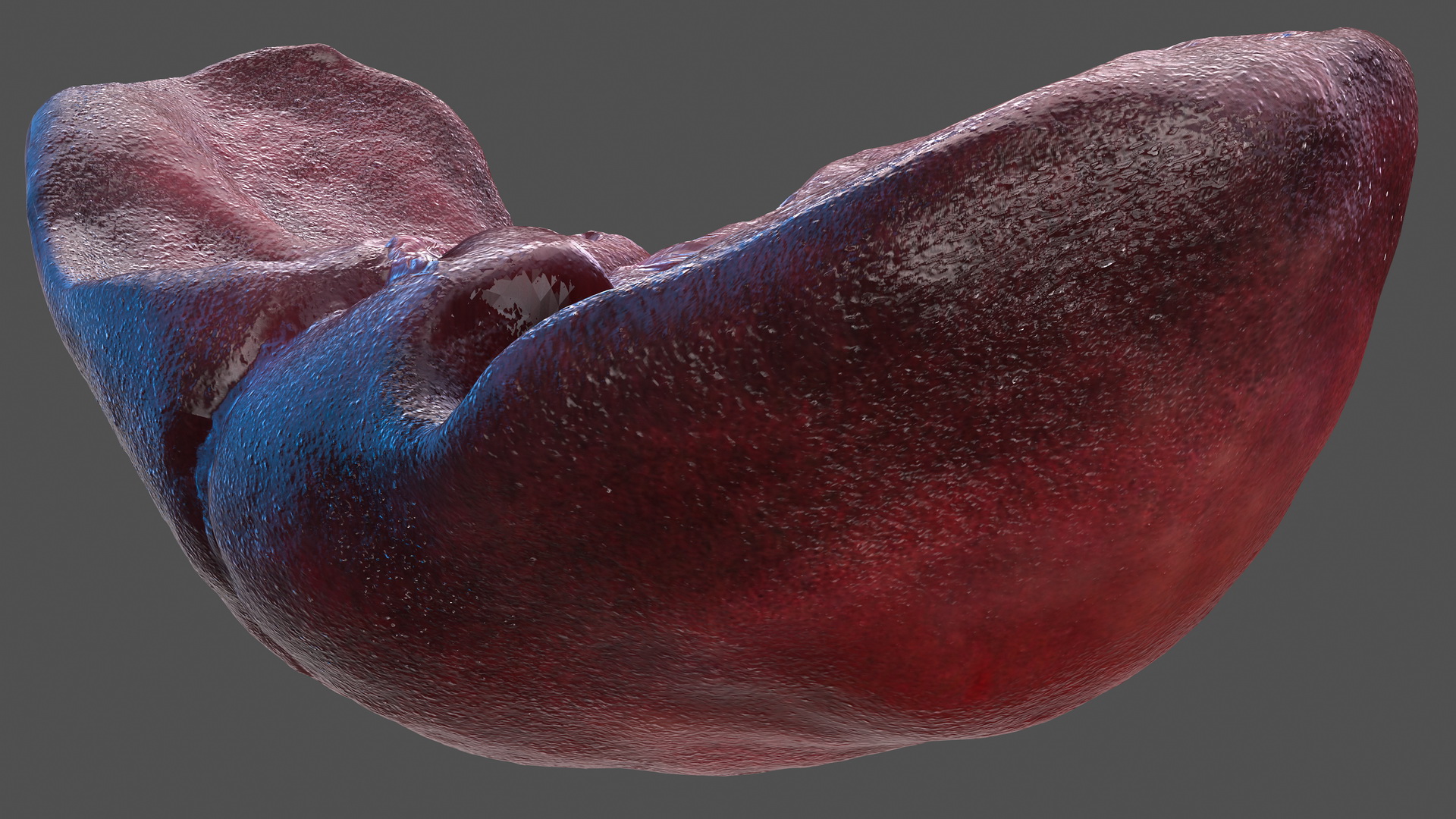 Human Liver and Gallbladder 3D