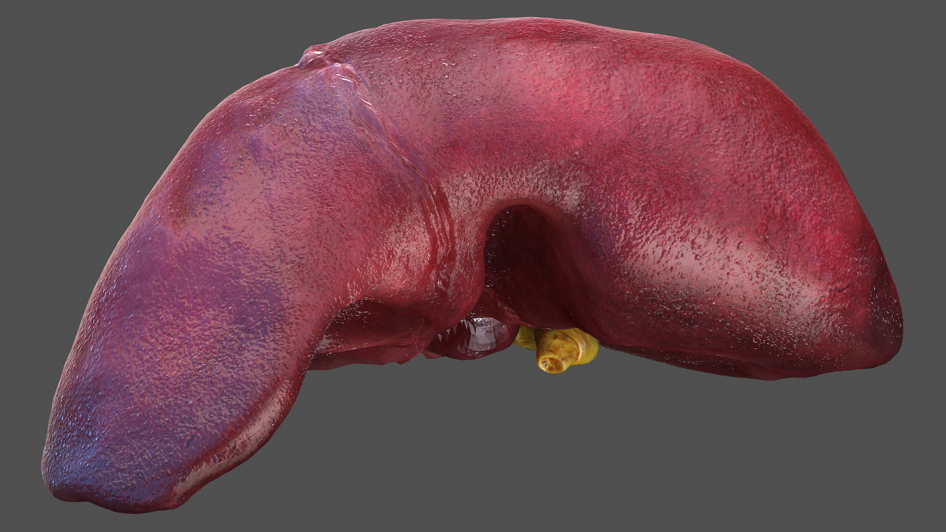 Human Liver and Gallbladder 3D