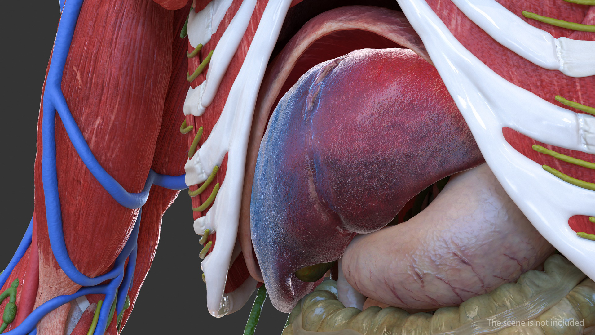 Human Liver and Gallbladder 3D