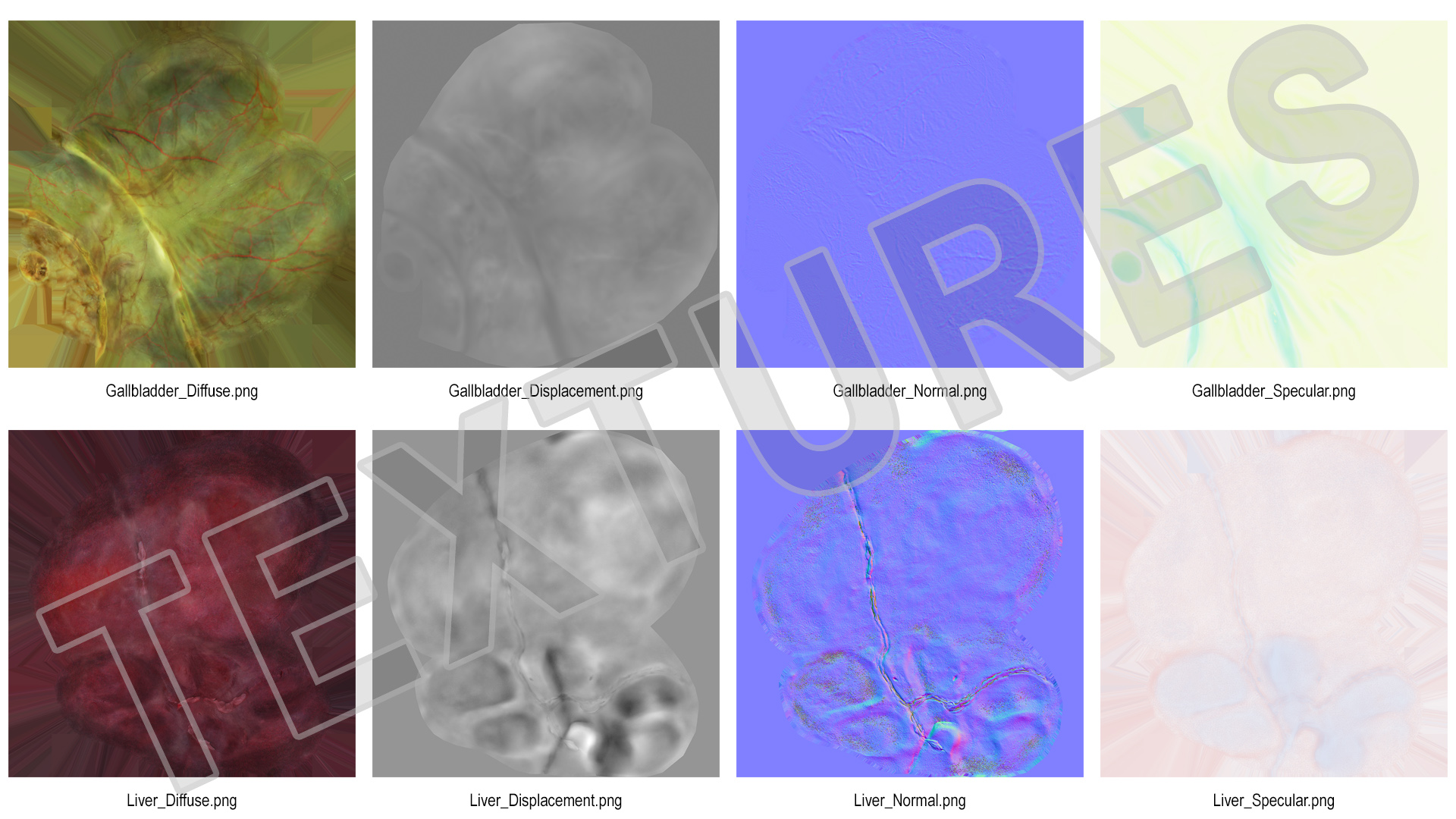Human Liver and Gallbladder 3D