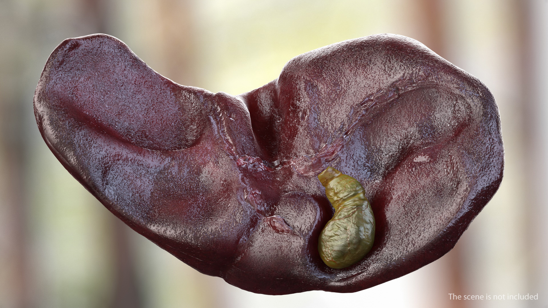 Human Liver and Gallbladder 3D