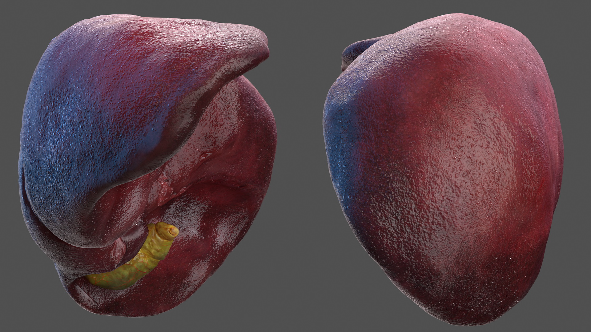 Human Liver and Gallbladder 3D