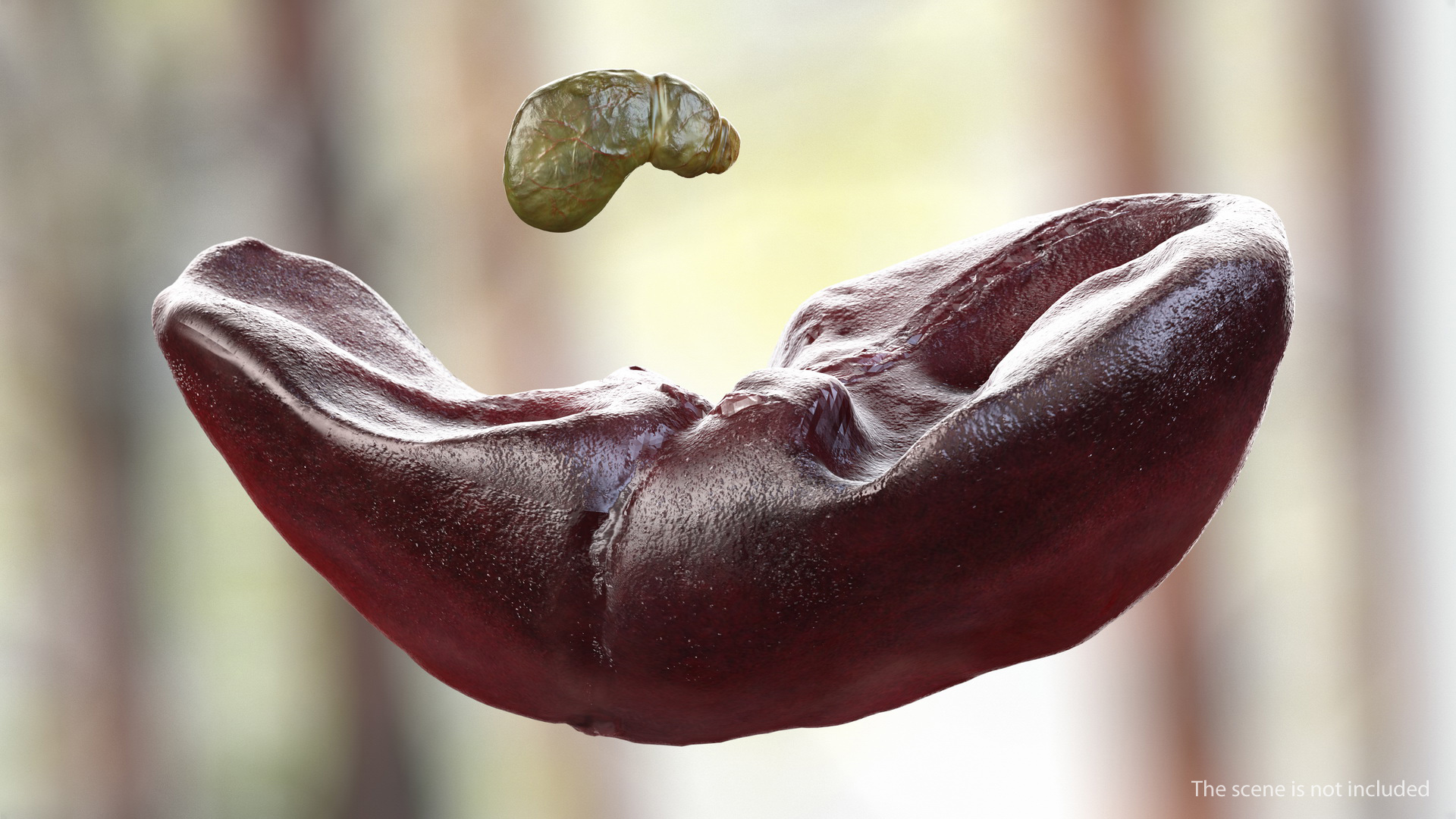 Human Liver and Gallbladder 3D