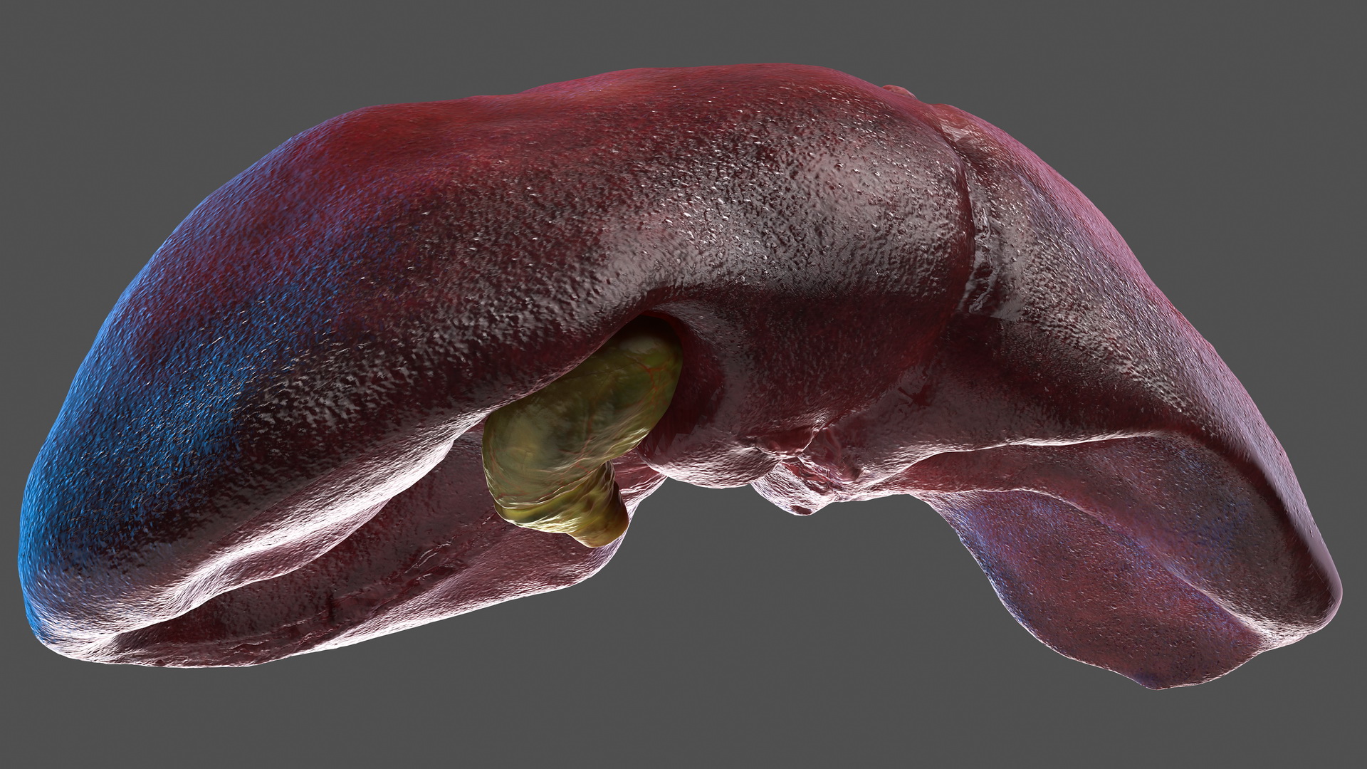 Human Liver and Gallbladder 3D