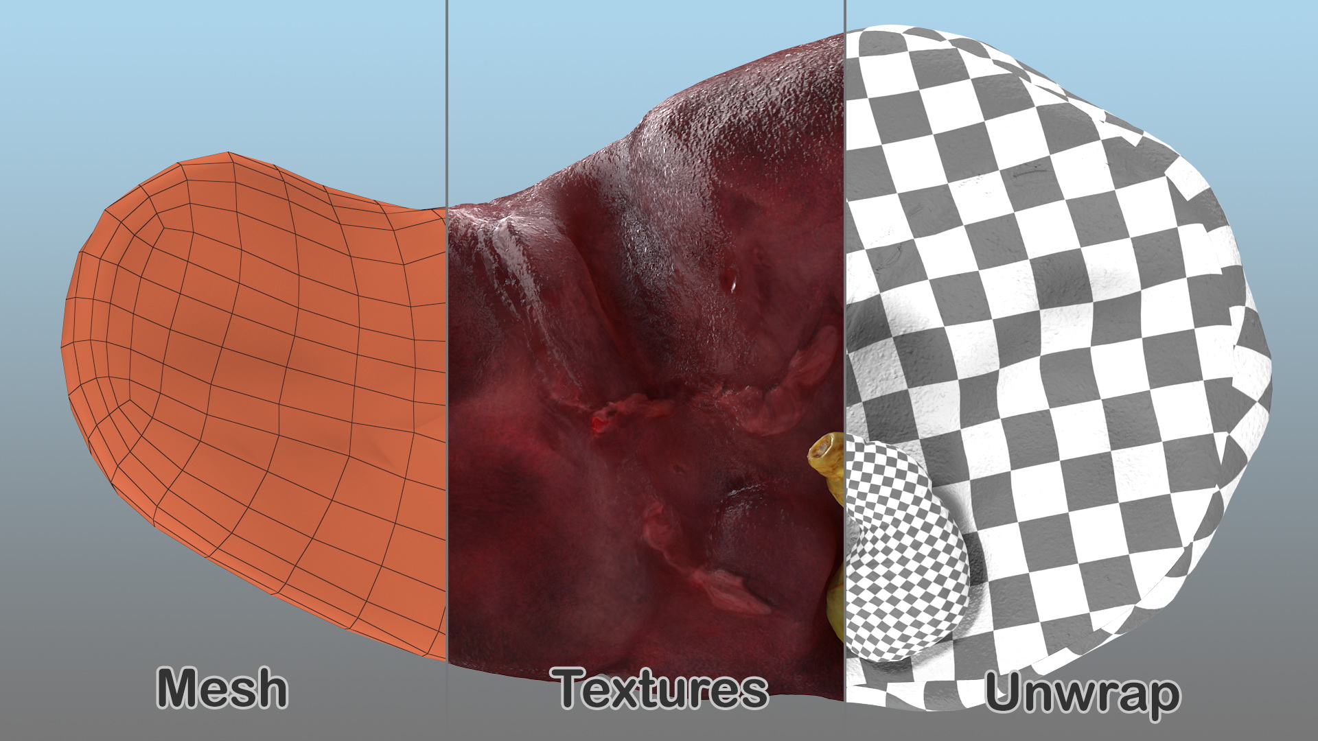 Human Liver and Gallbladder 3D