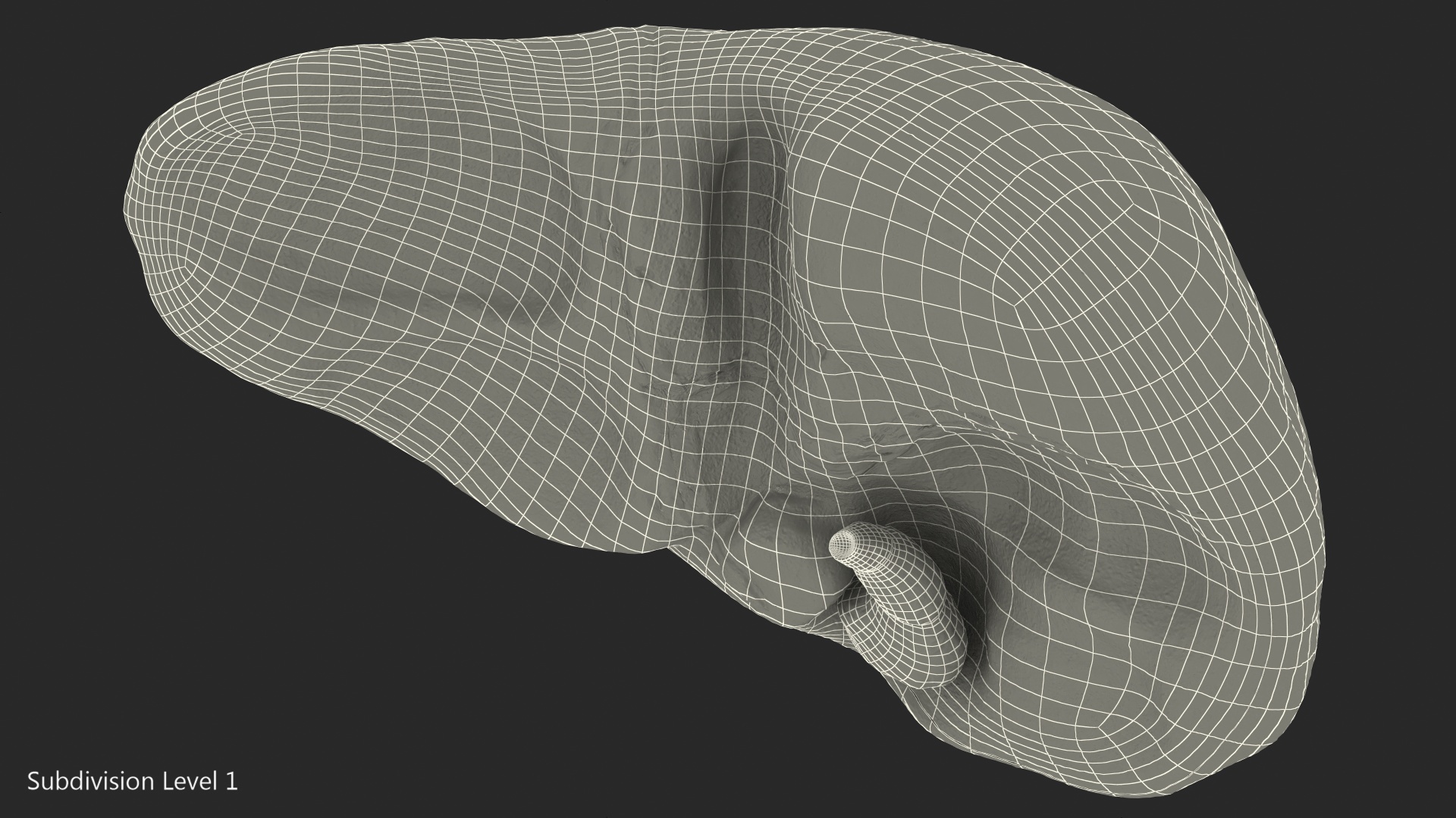 Human Liver and Gallbladder 3D
