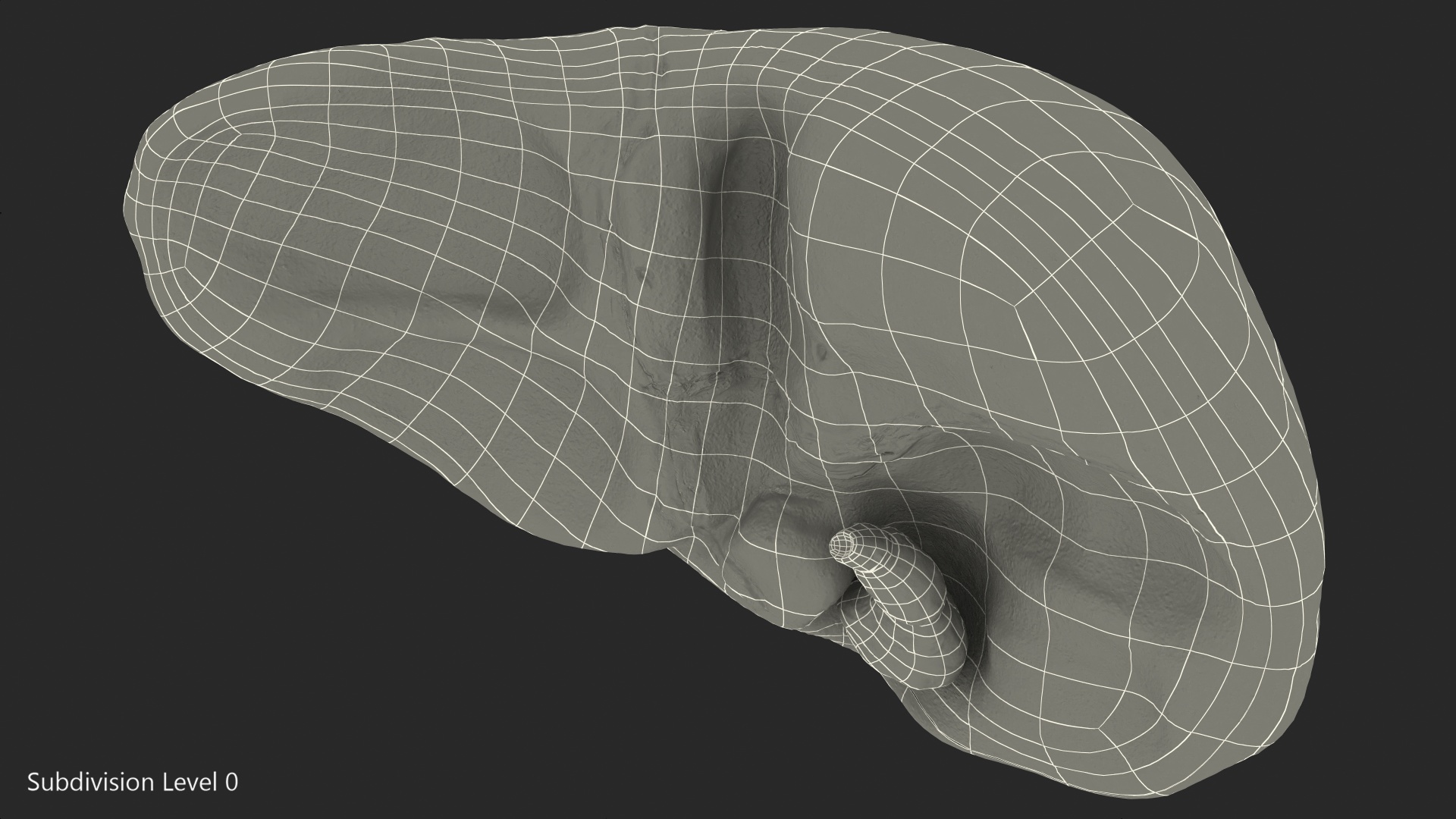 Human Liver and Gallbladder 3D