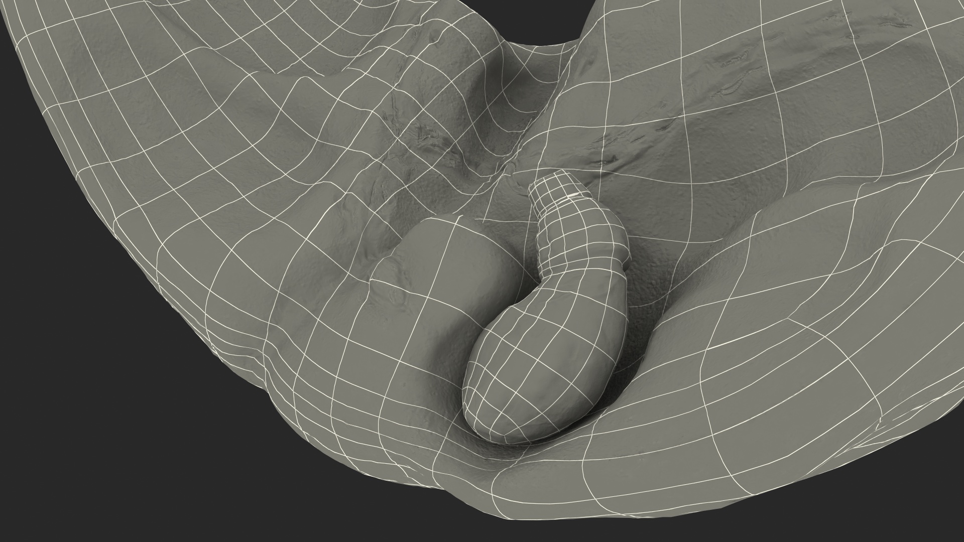 Human Liver and Gallbladder 3D