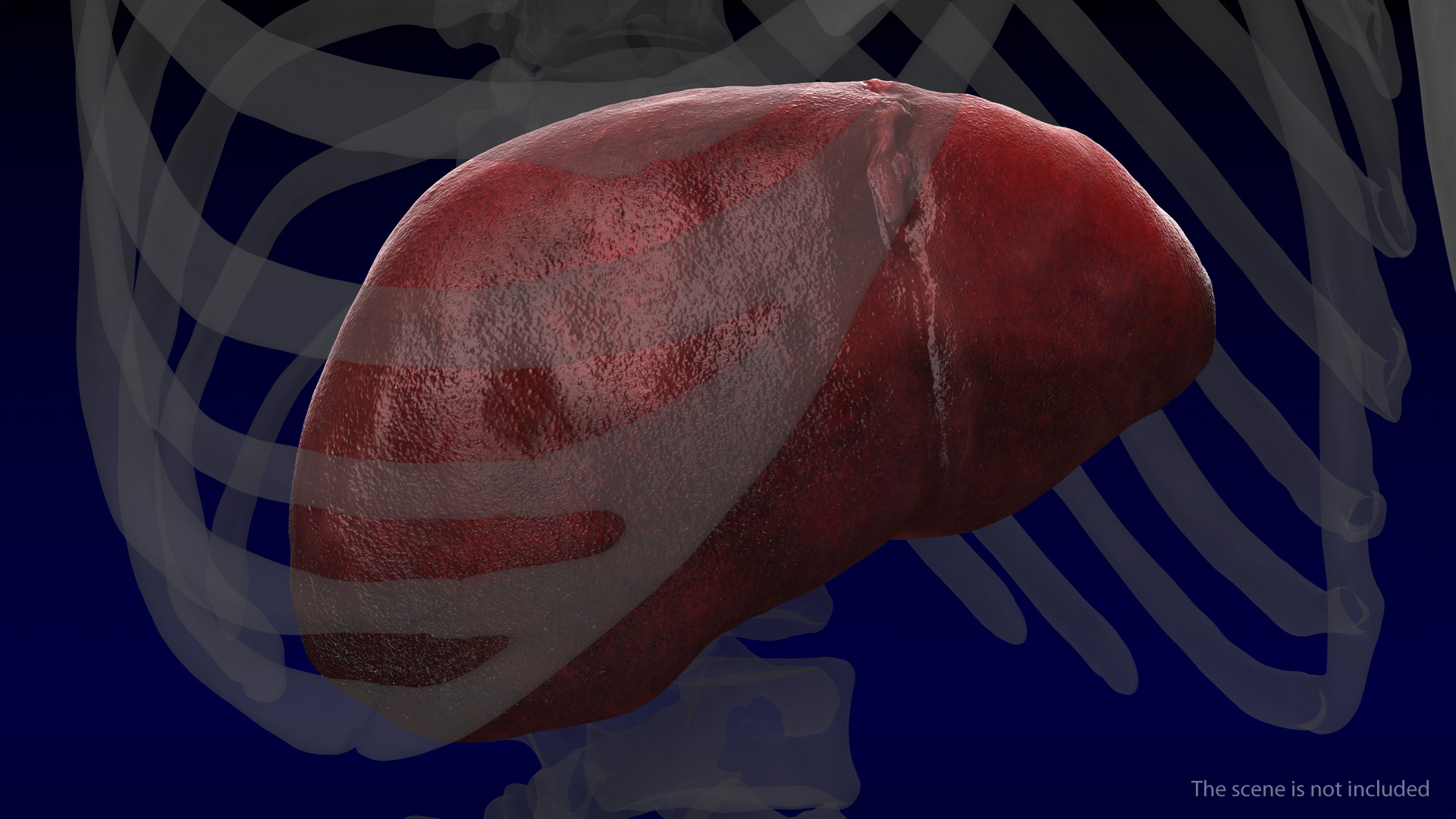 Human Liver and Gallbladder 3D